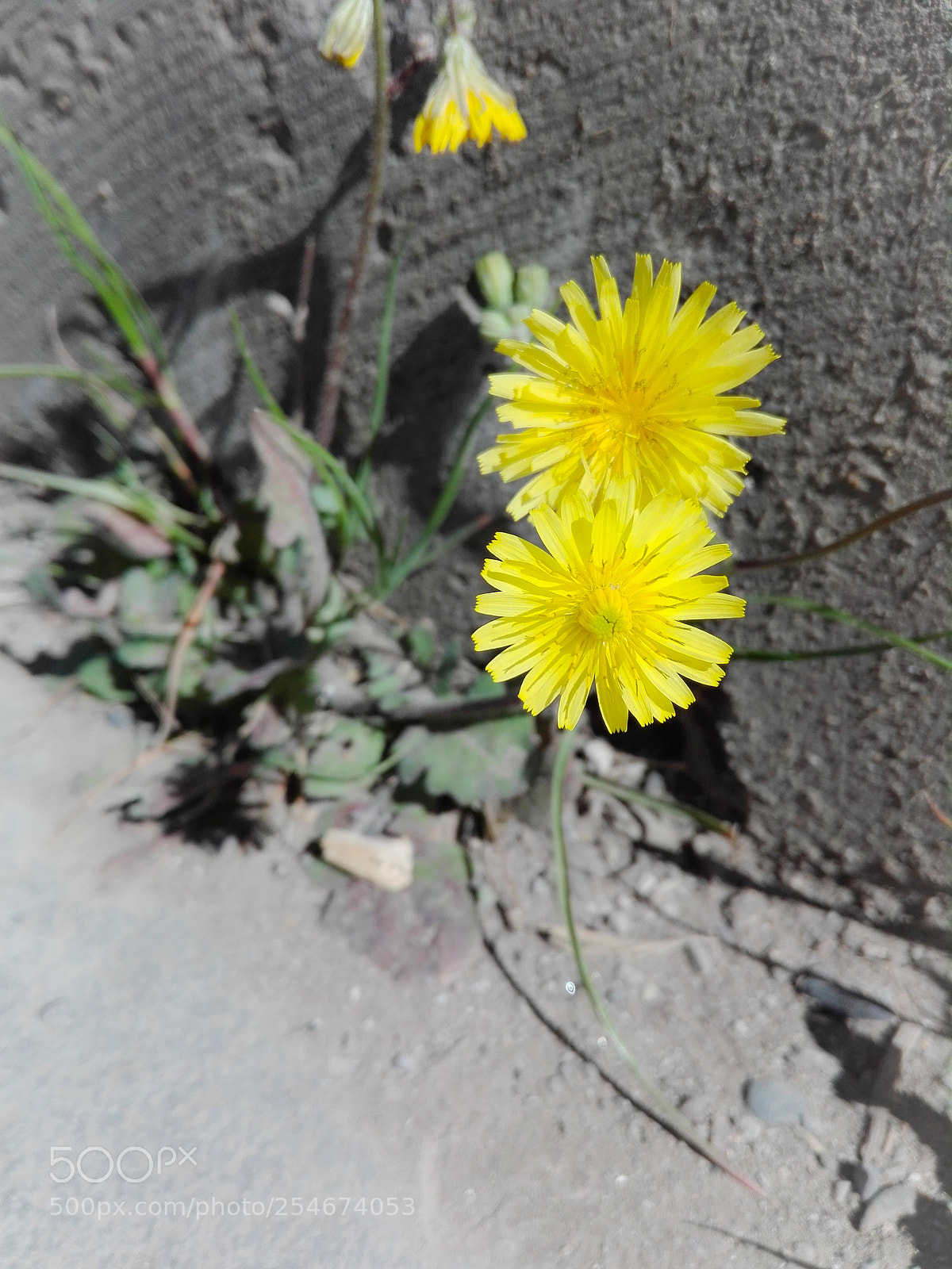 HUAWEI P8 Lite sample photo. Yellow flower 2 photography