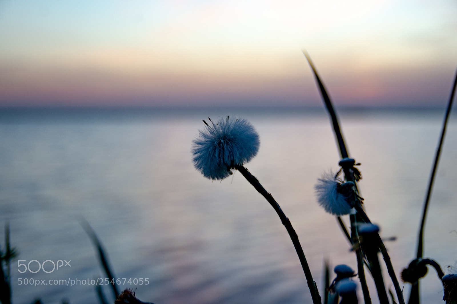 Nikon D7200 sample photo. Dandelion by sunset photography