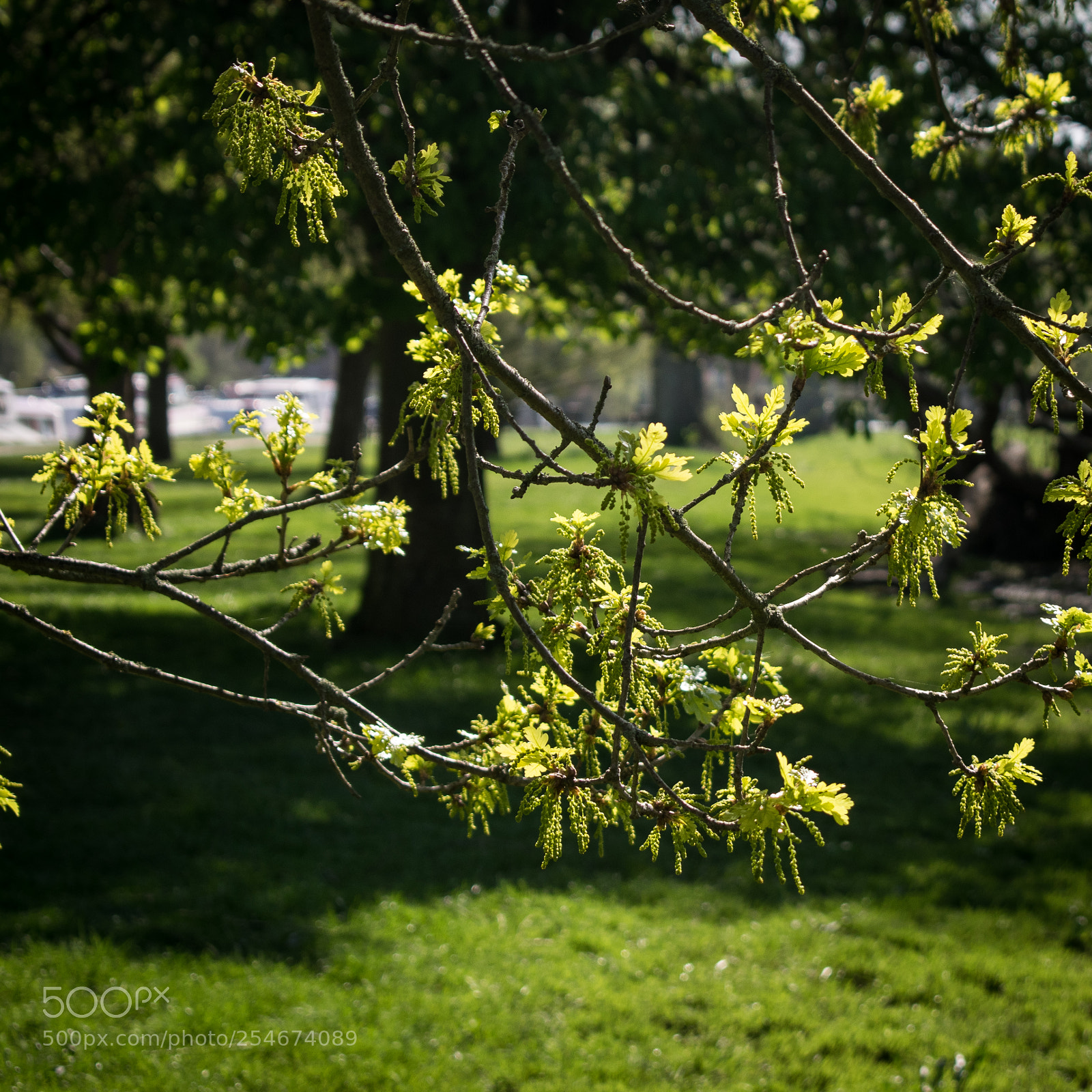 Nikon D3300 sample photo. Spring greens photography