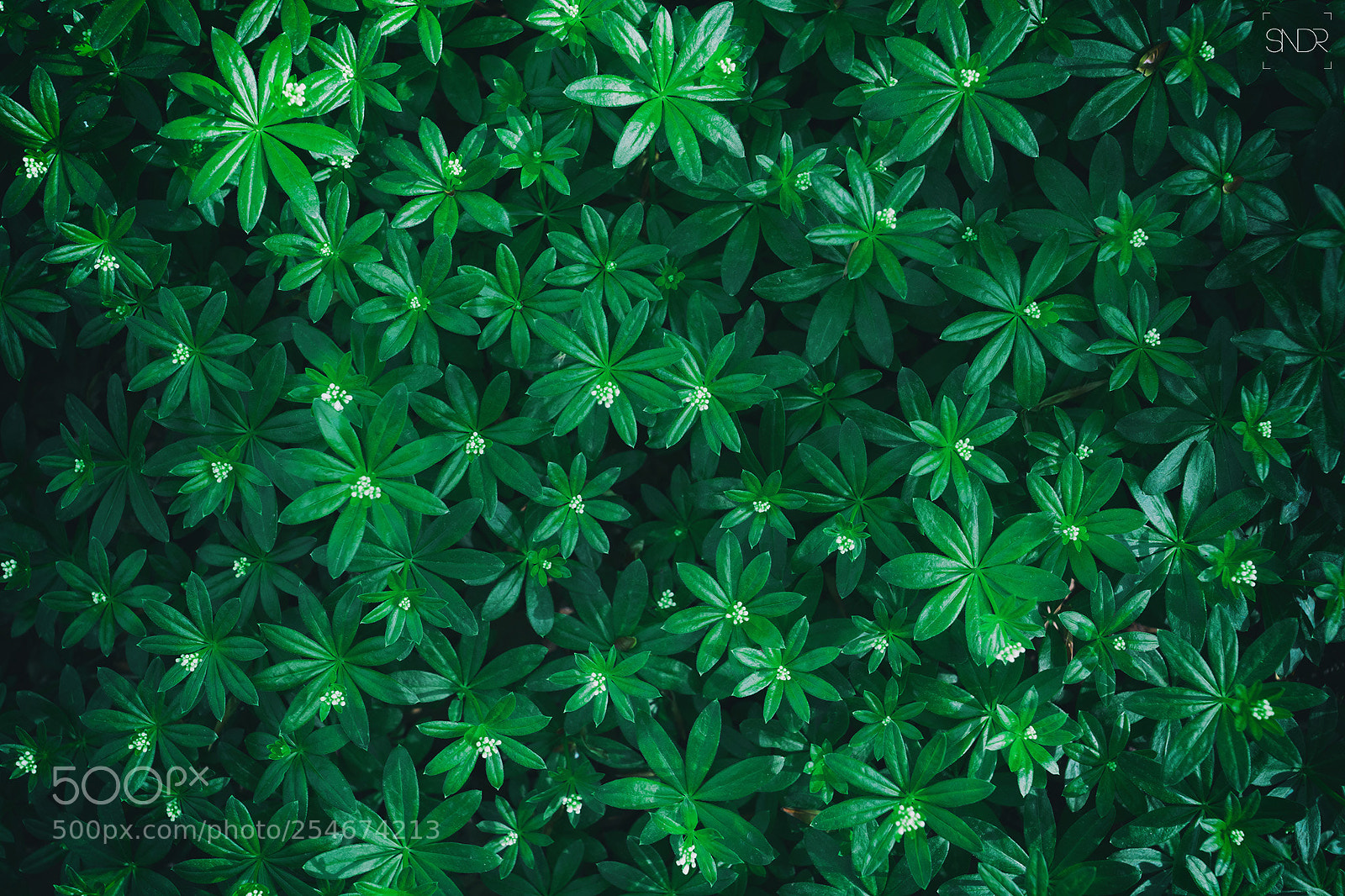 Sony SLT-A77 sample photo. Floral pattern photography