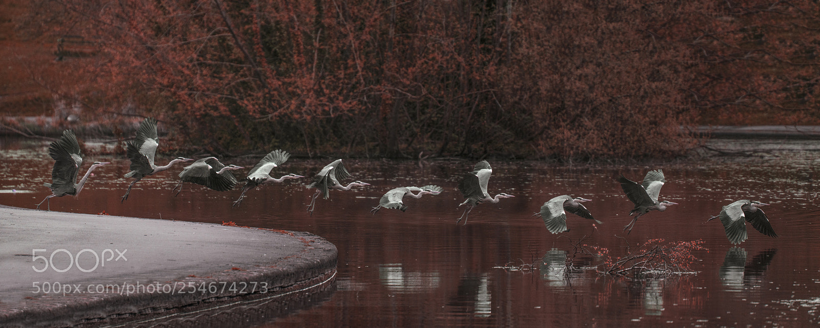 Nikon D610 sample photo. Flush flight photography