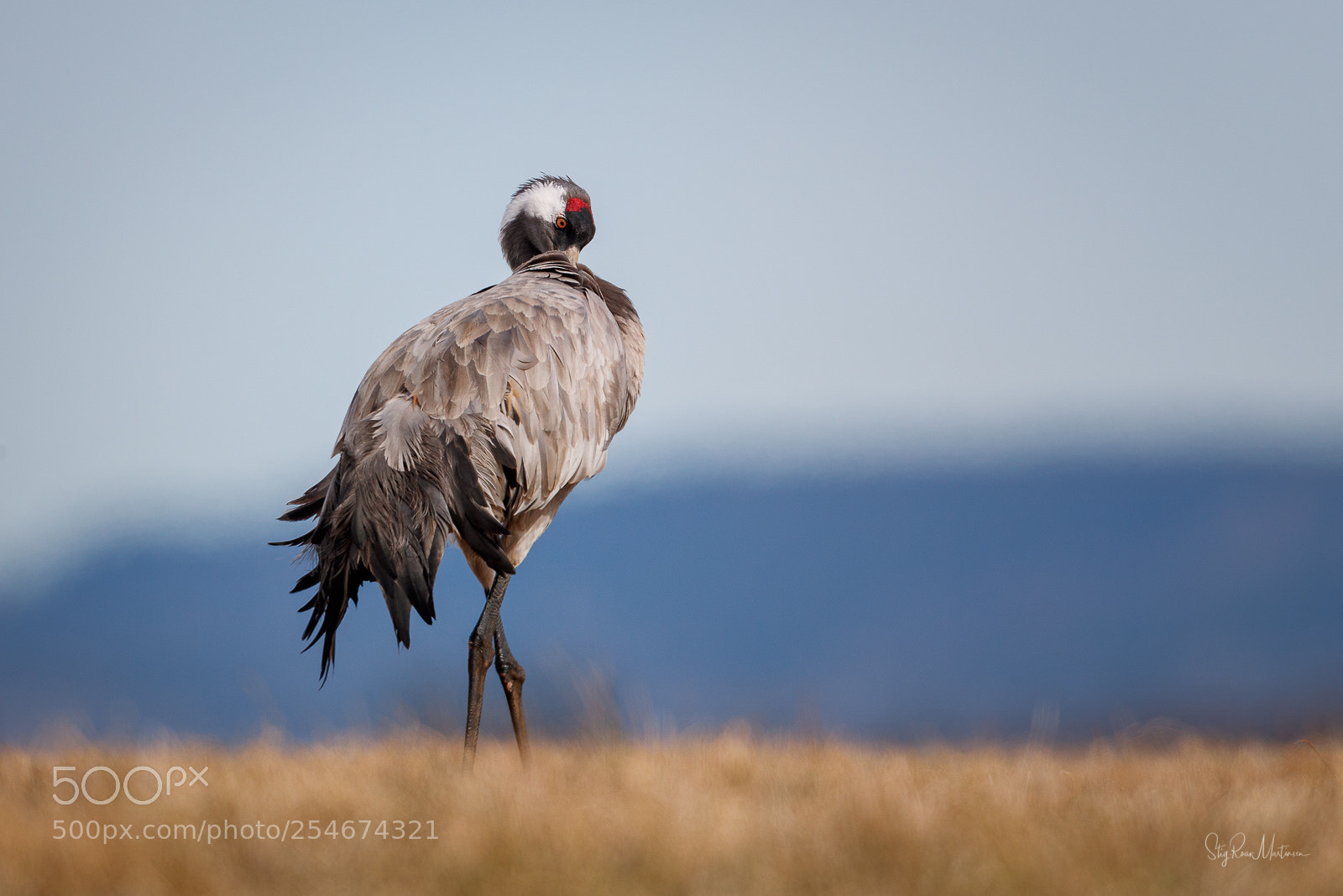 Canon EOS-1D X Mark II sample photo. Grus grus photography