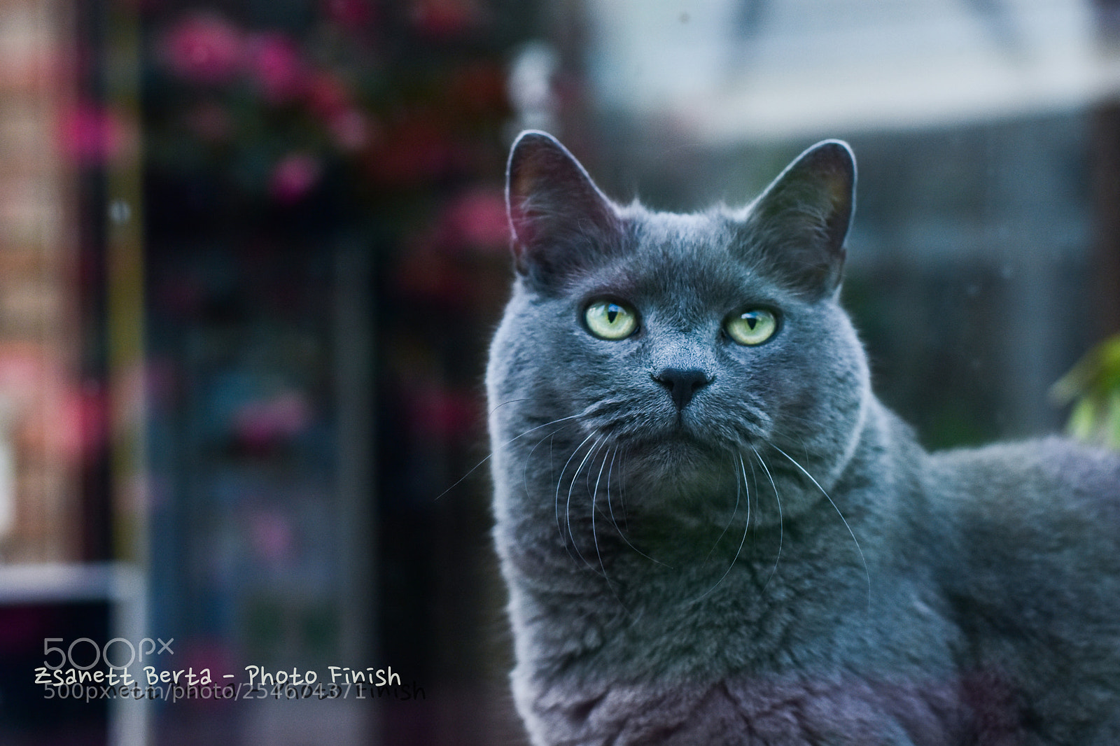 Nikon D7200 sample photo. Untitled photography