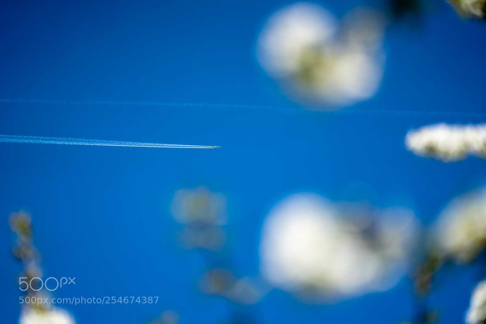 Sony a7R III sample photo. Plane surrounded by cherry photography