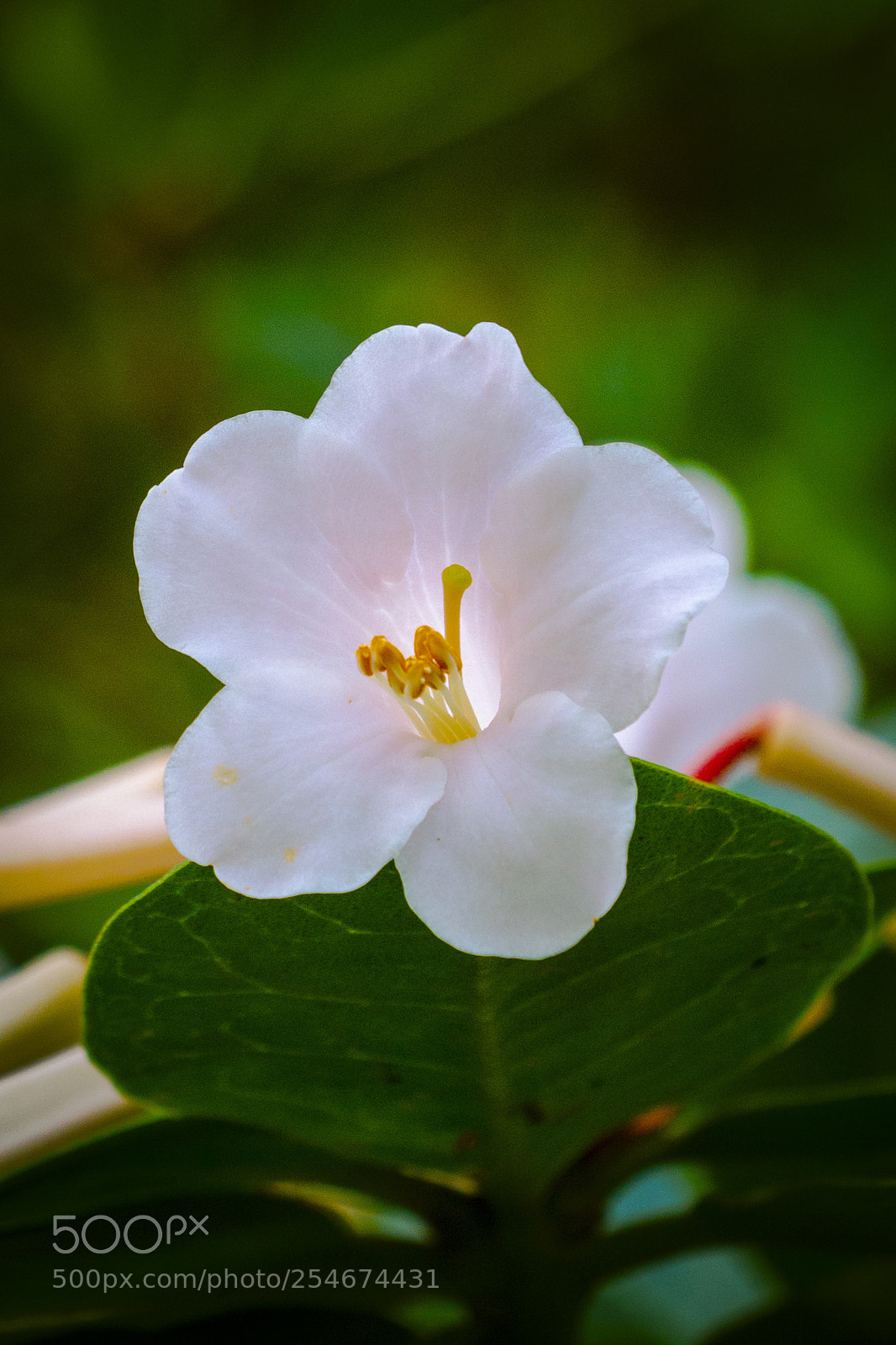 Canon EOS 70D sample photo. Small bloom photography
