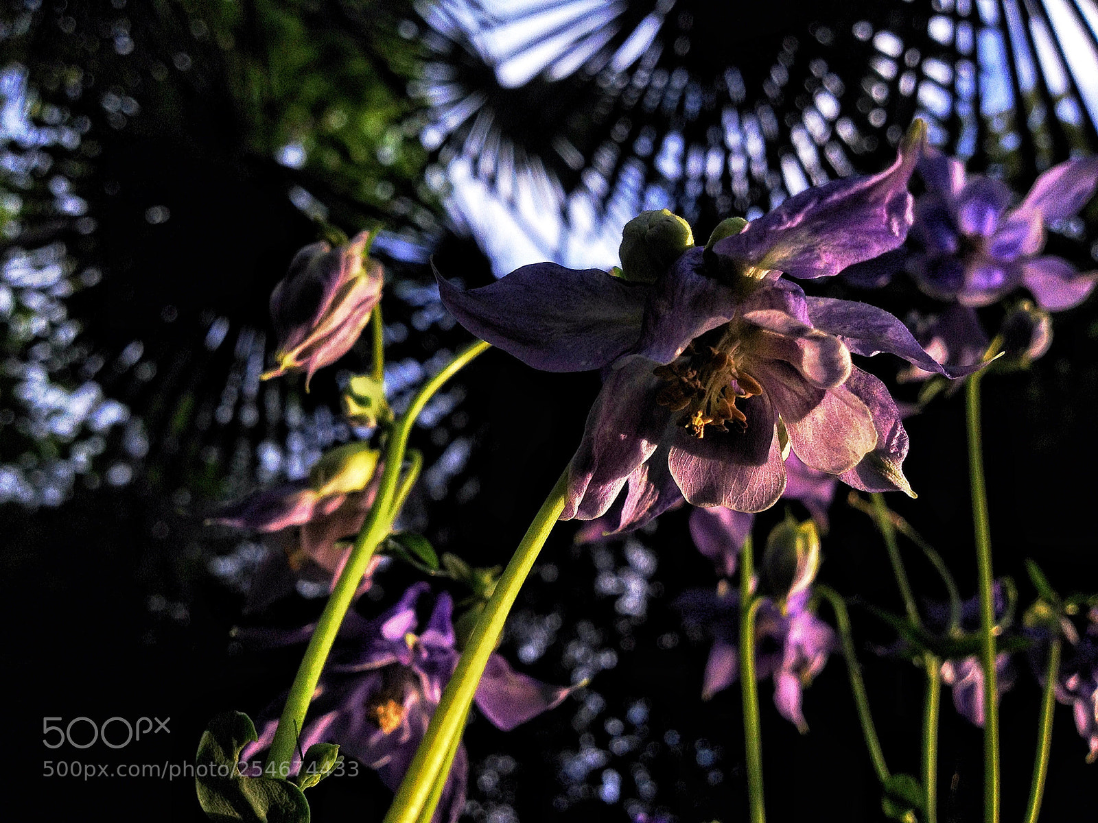 Apple iPhone 4S sample photo. Down. photography