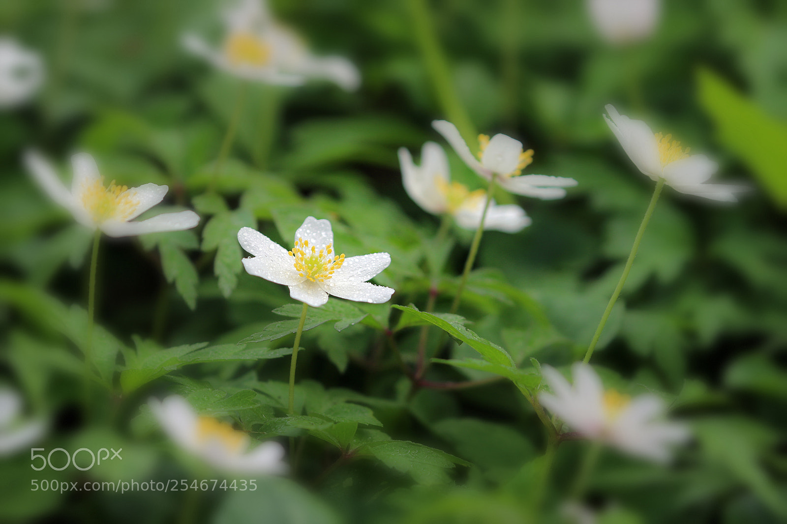 Canon EOS 7D Mark II sample photo. Anemones photography
