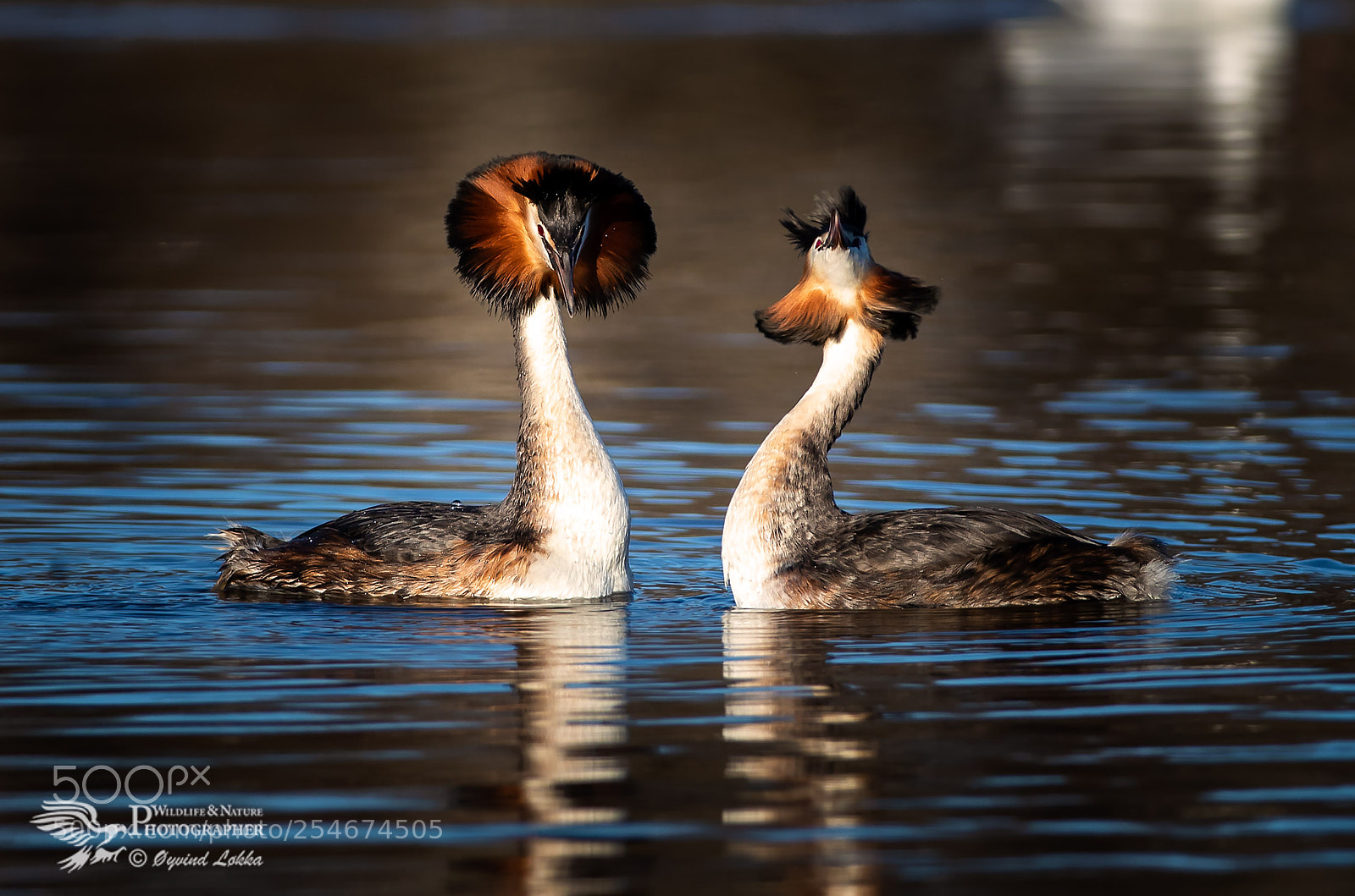 Canon EOS-1D X Mark II sample photo. Beautiful great crested grebes photography