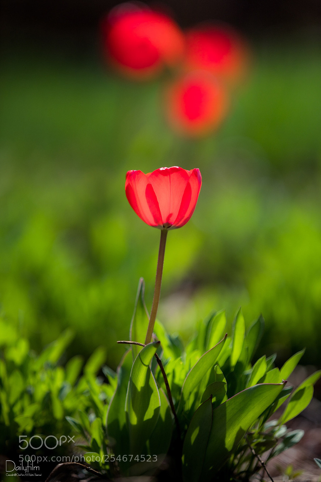 Canon EOS 6D Mark II sample photo. Red photography