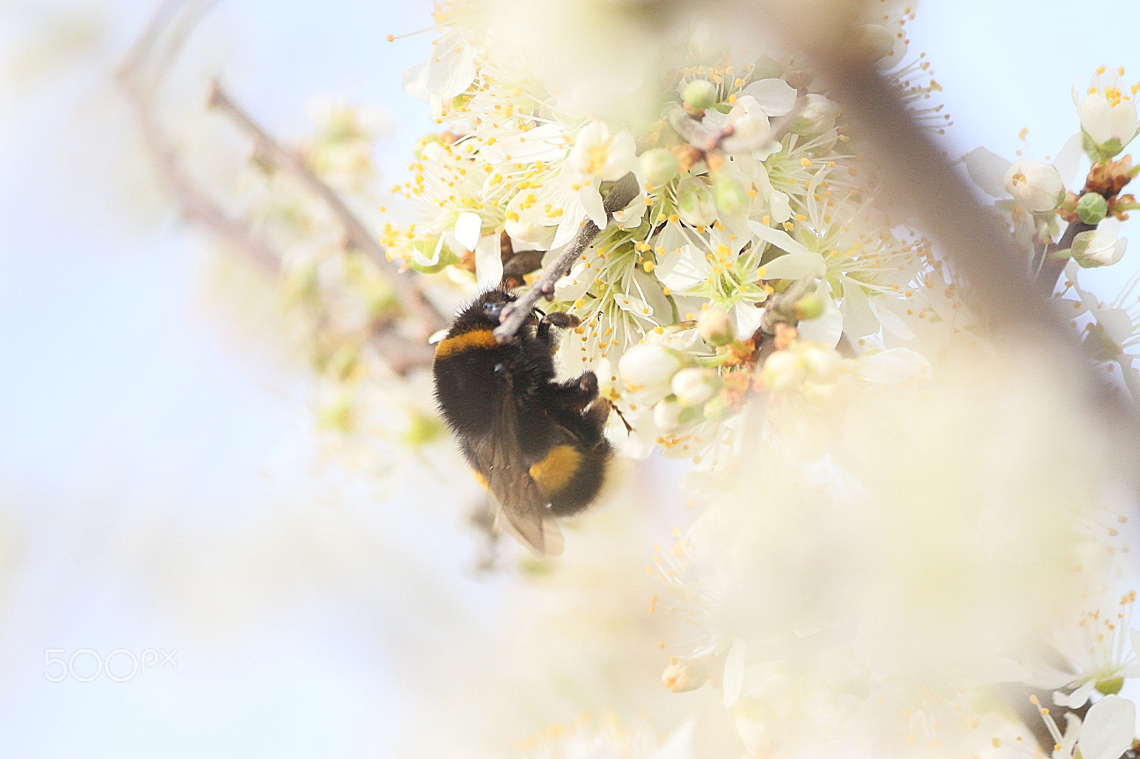 Canon EF-S 55-250mm F4-5.6 IS sample photo. Hummel in der blüte / bumblebee photography