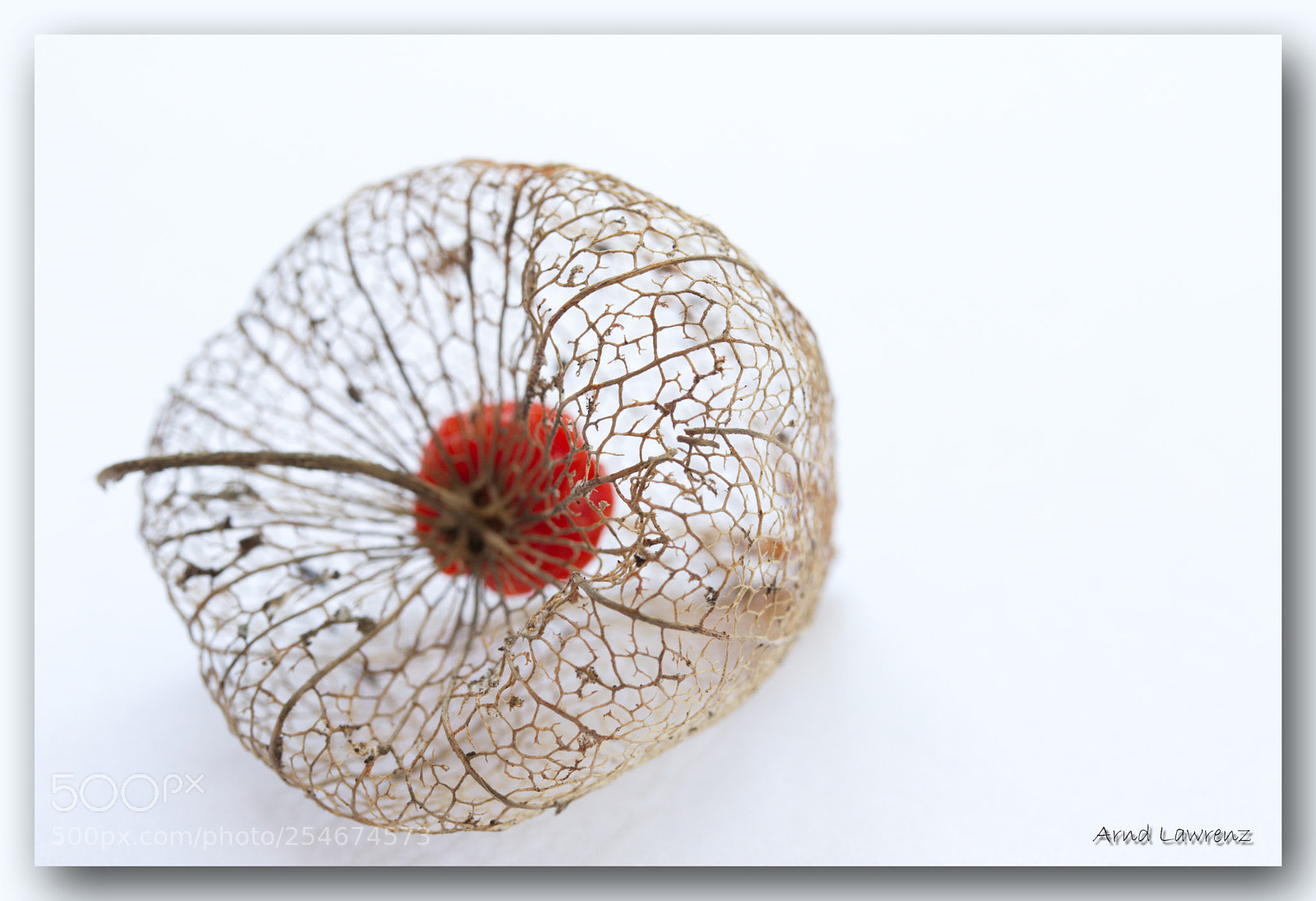 Canon EF-S 60mm F2.8 Macro USM sample photo. Skeleton photography