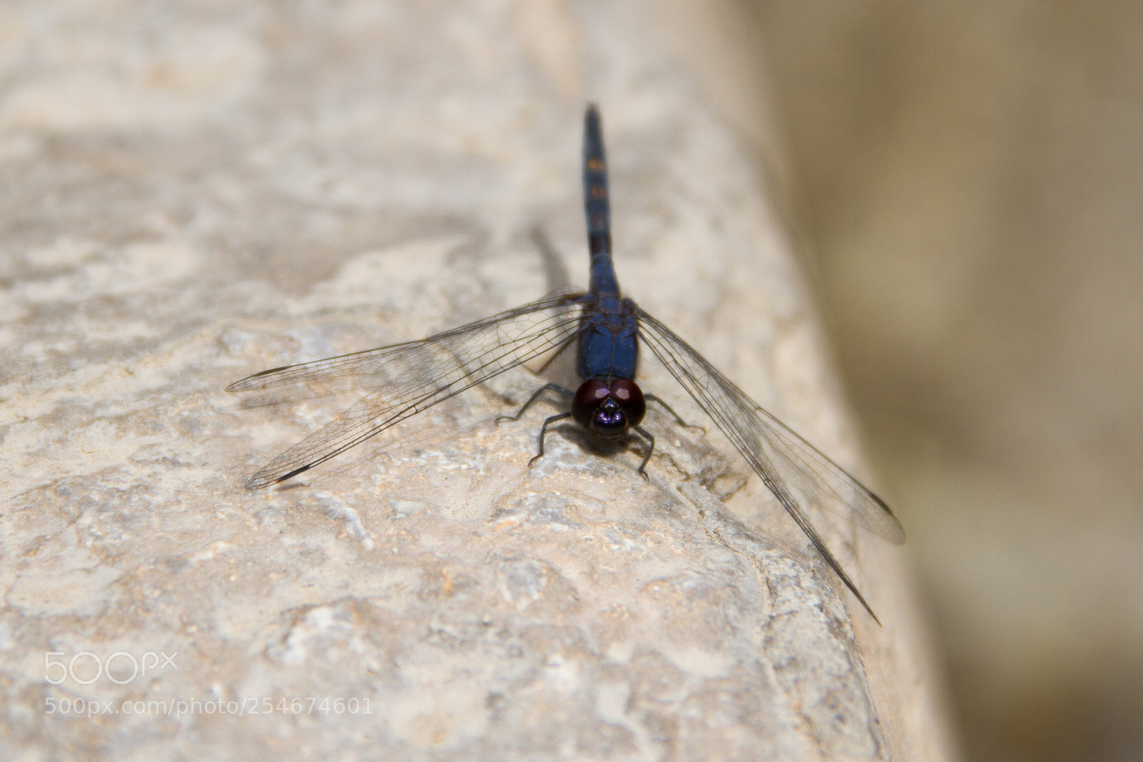 Canon EOS 7D sample photo. Dragonfly in fin garden photography