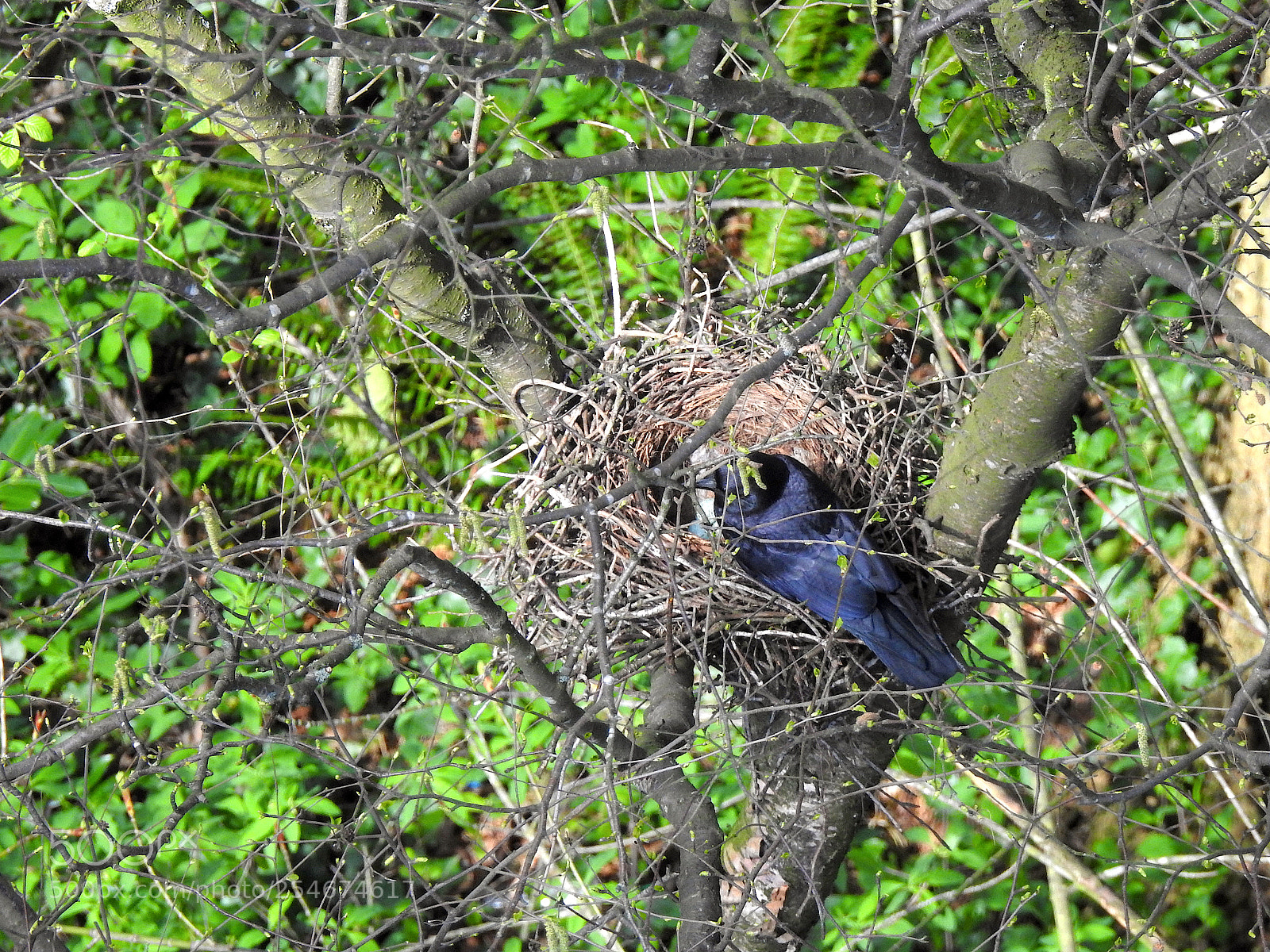 Nikon Coolpix P900 sample photo. Crow with eggs photography