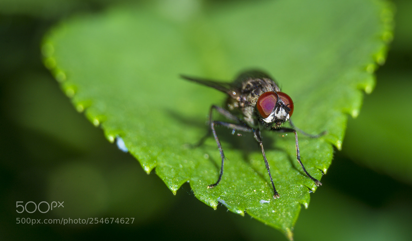 Sony a6000 sample photo. Da fly in da photography