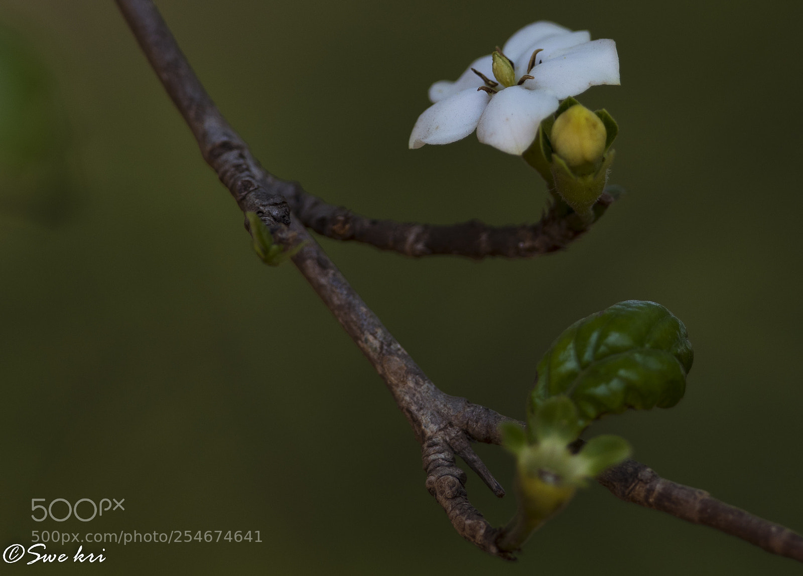 Canon EOS 5D Mark IV sample photo. Wild flower photography