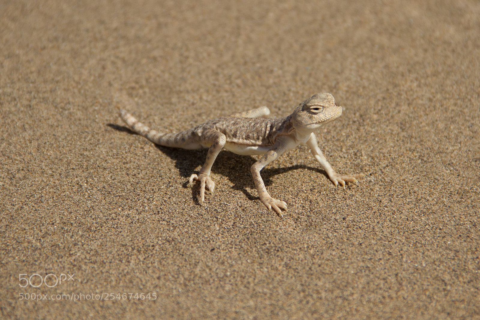 Canon EOS 7D sample photo. Gecko in the maranjab photography