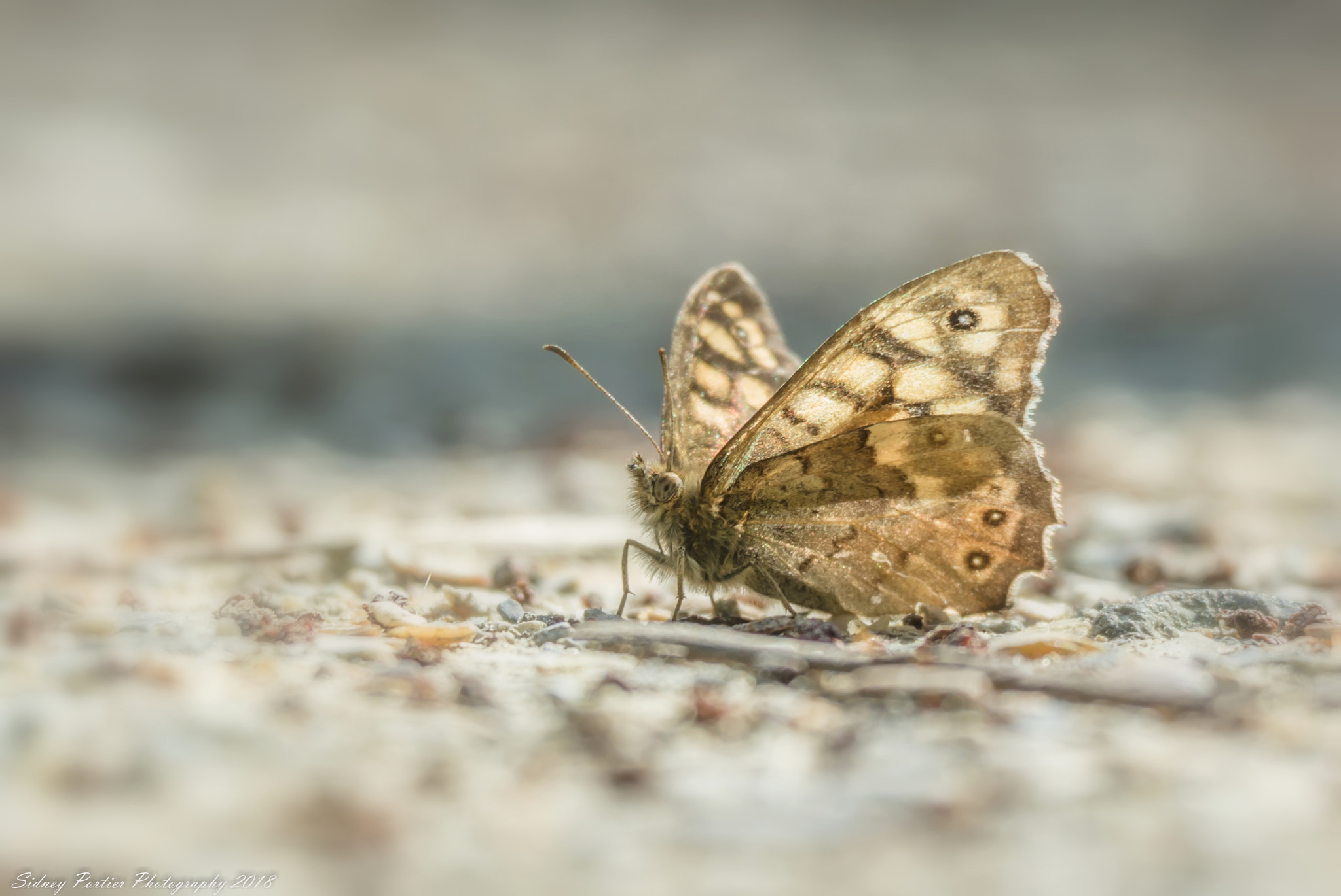 Samsung NX3300 sample photo. Butterfly photography