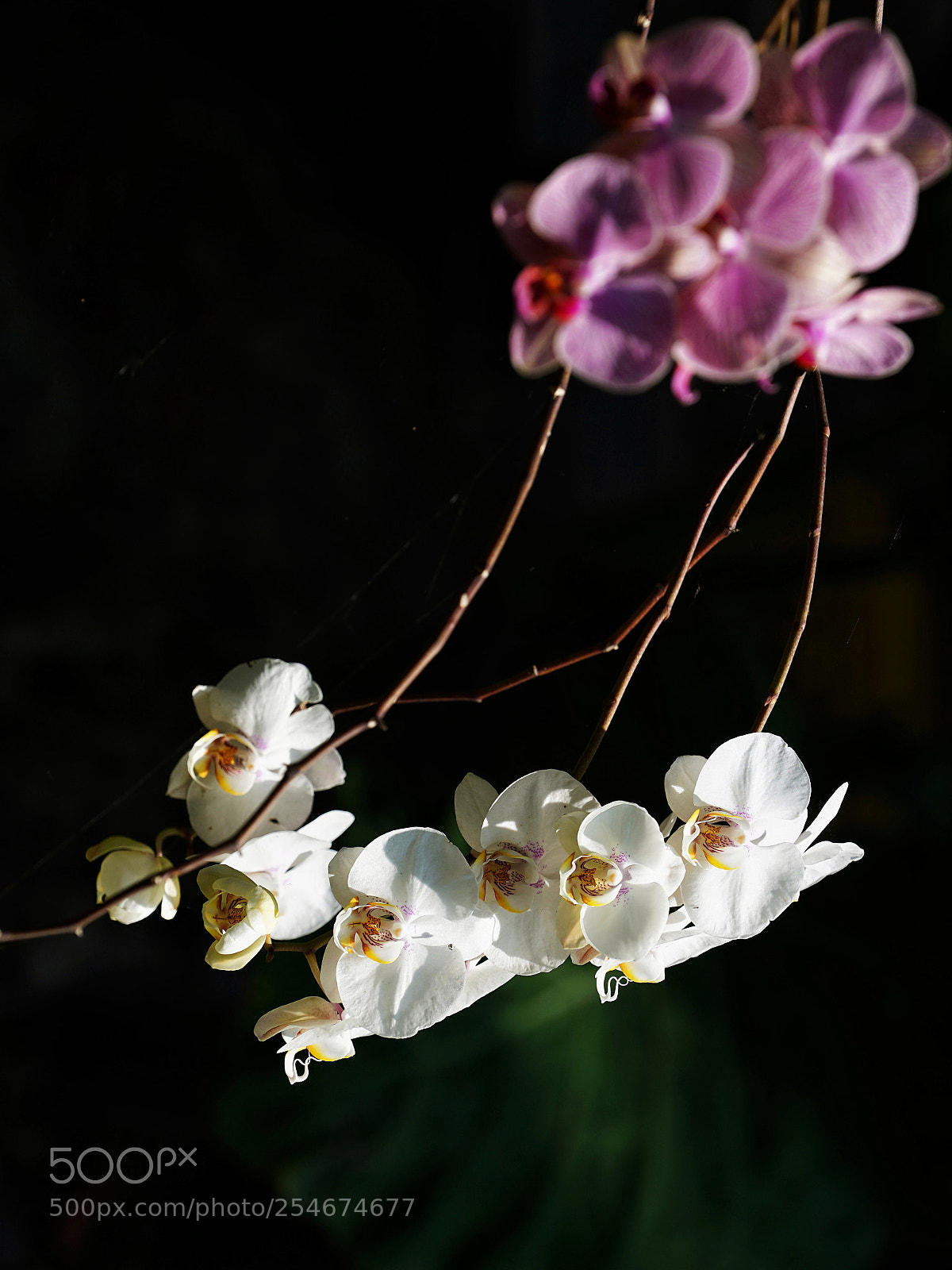 Sony a7 II sample photo. Butterfly orchid photography