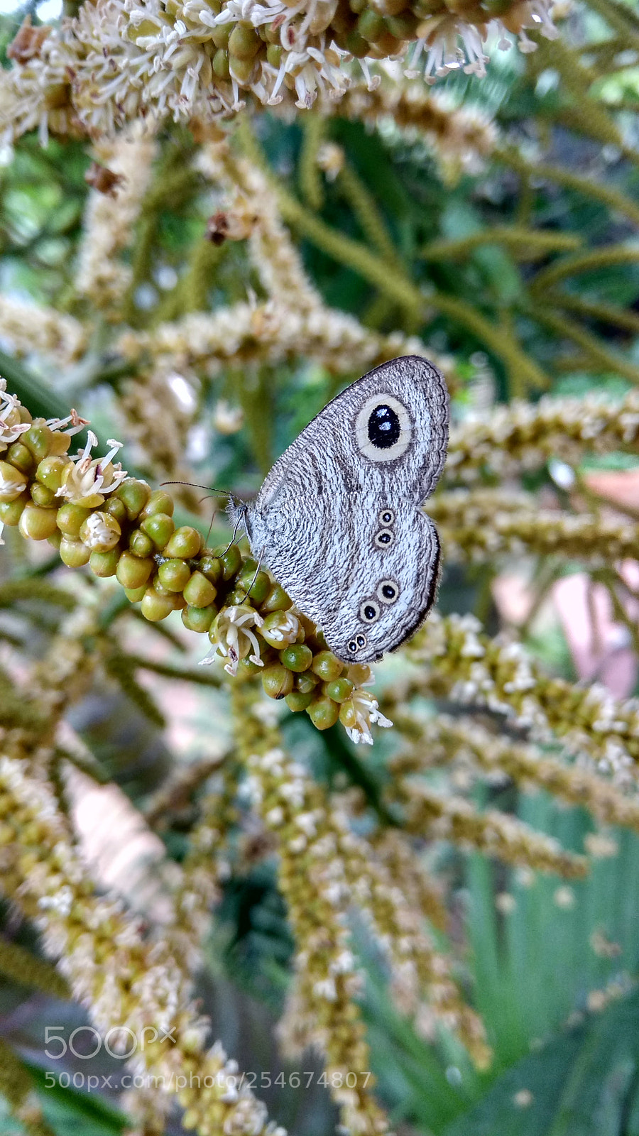 Xiaomi Redmi Note 4 sample photo. Butterfly effect !! photography