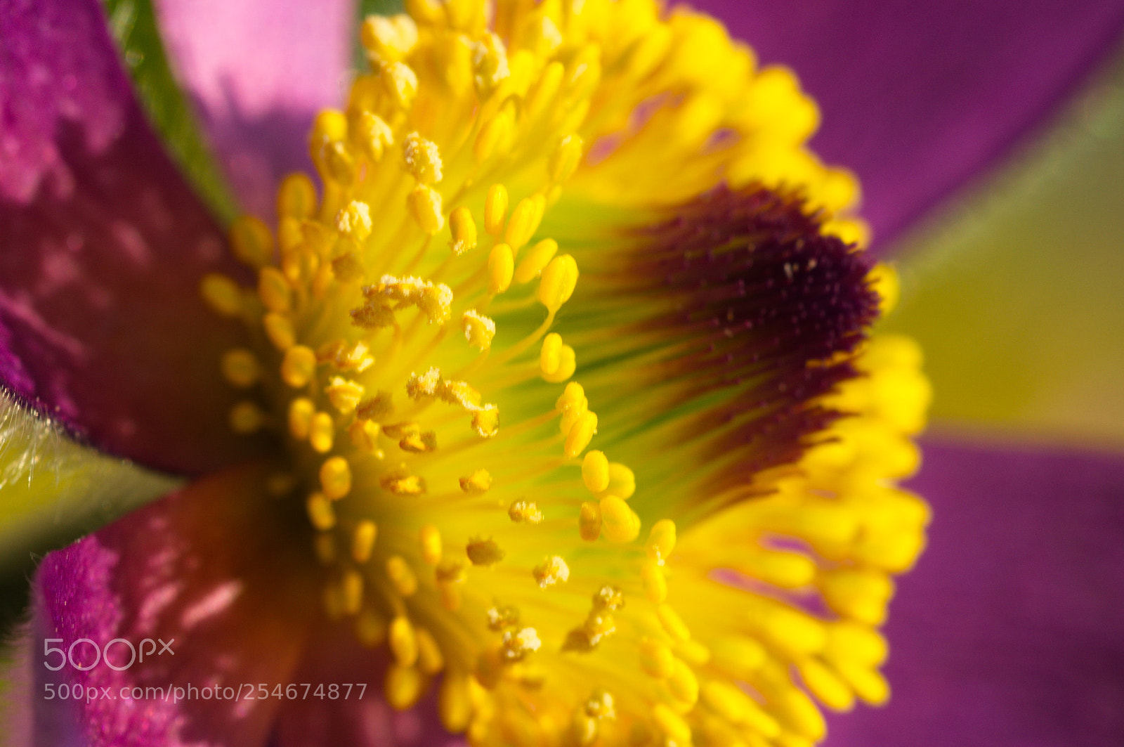 Nikon D90 sample photo. Pulsatilla photography