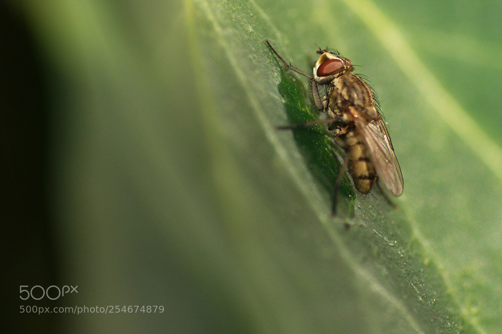 Nikon D90 sample photo. Bug photography