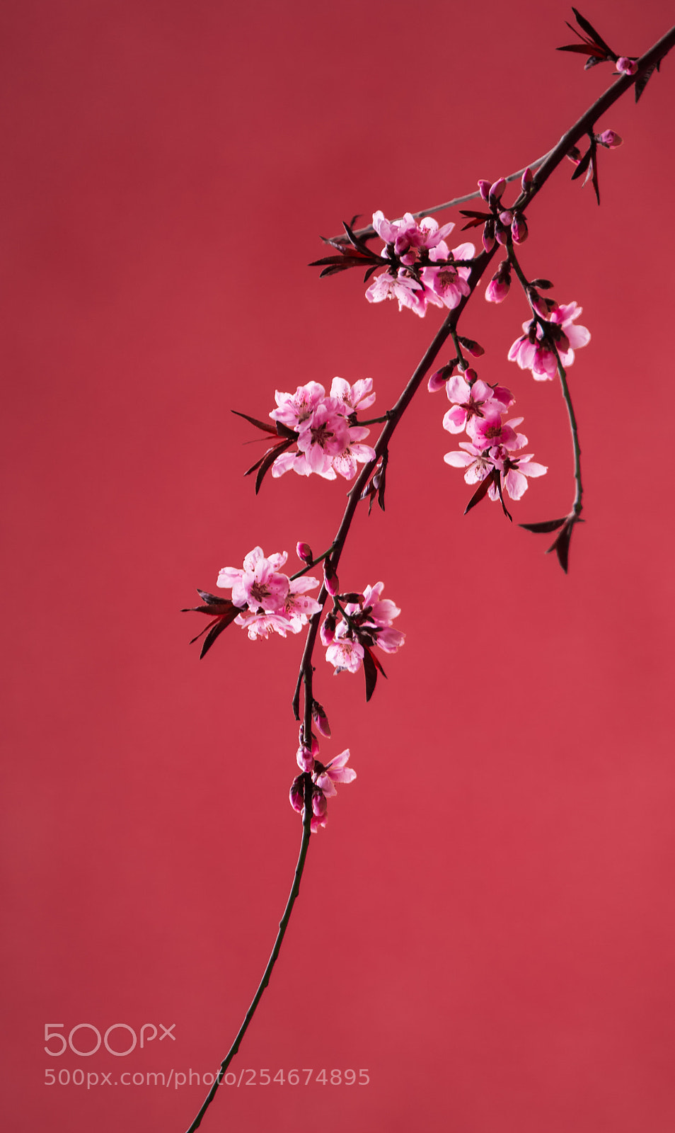 Nikon D810 sample photo. Spring photography