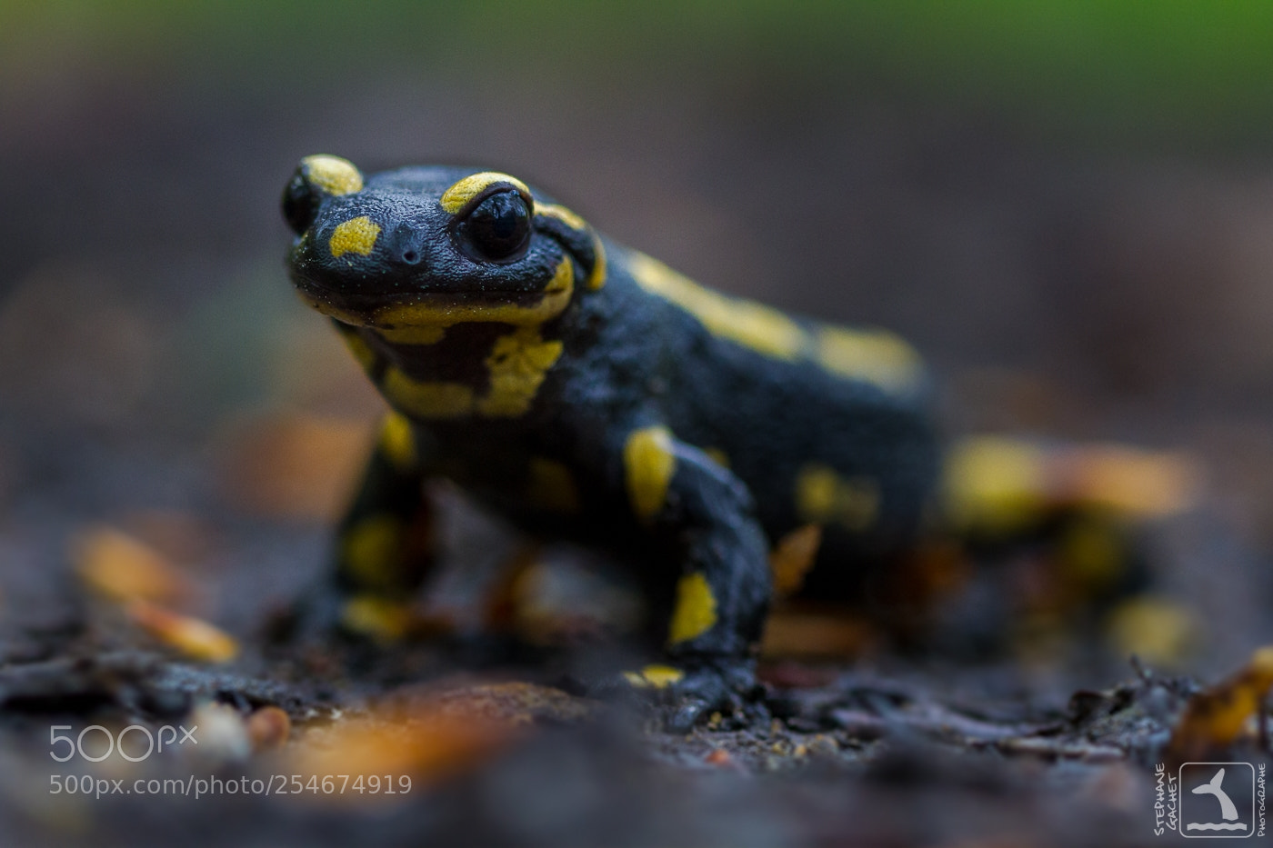 Canon EOS 7D sample photo. Compagne de boue photography
