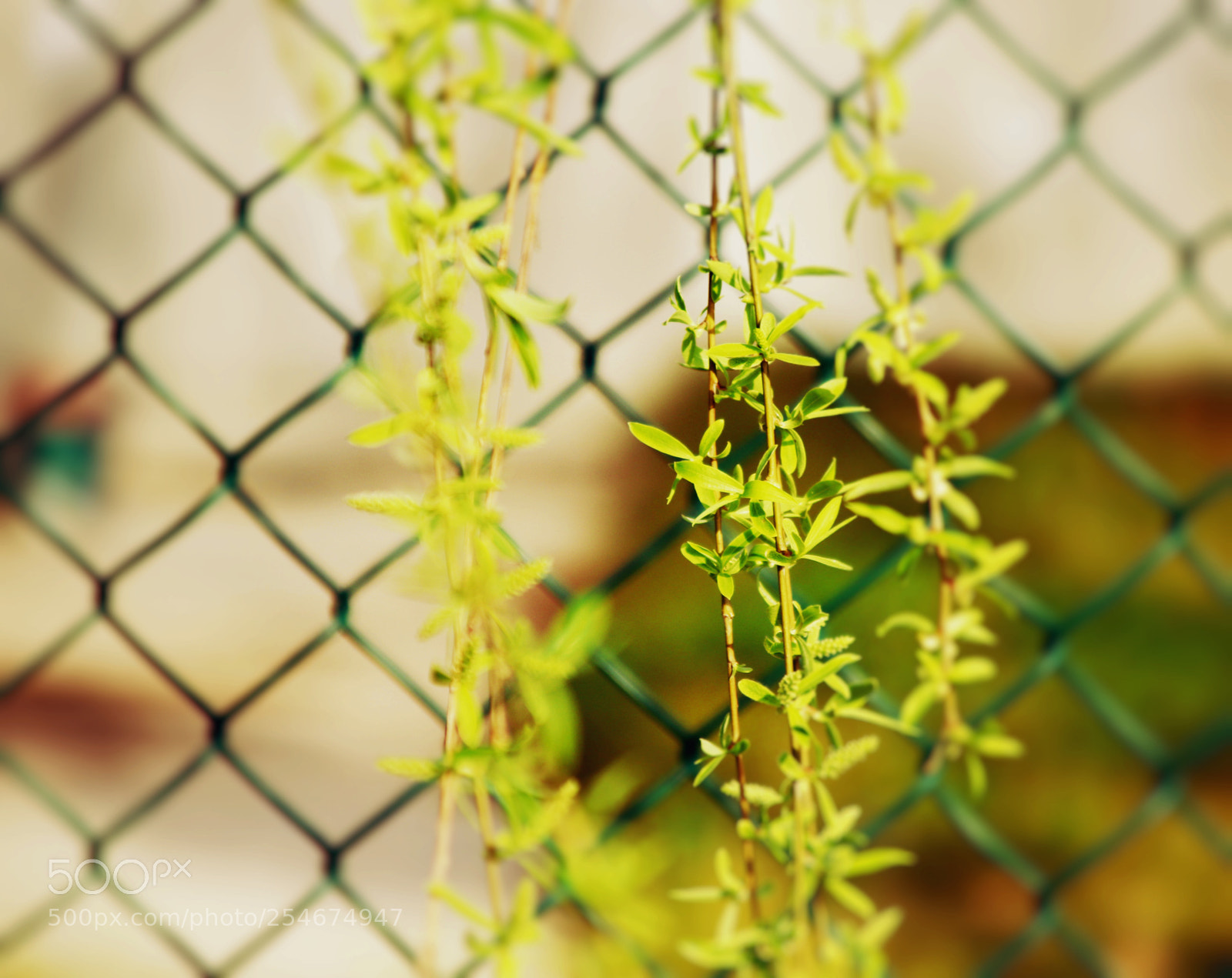 Canon EOS 80D sample photo. Untitled photography