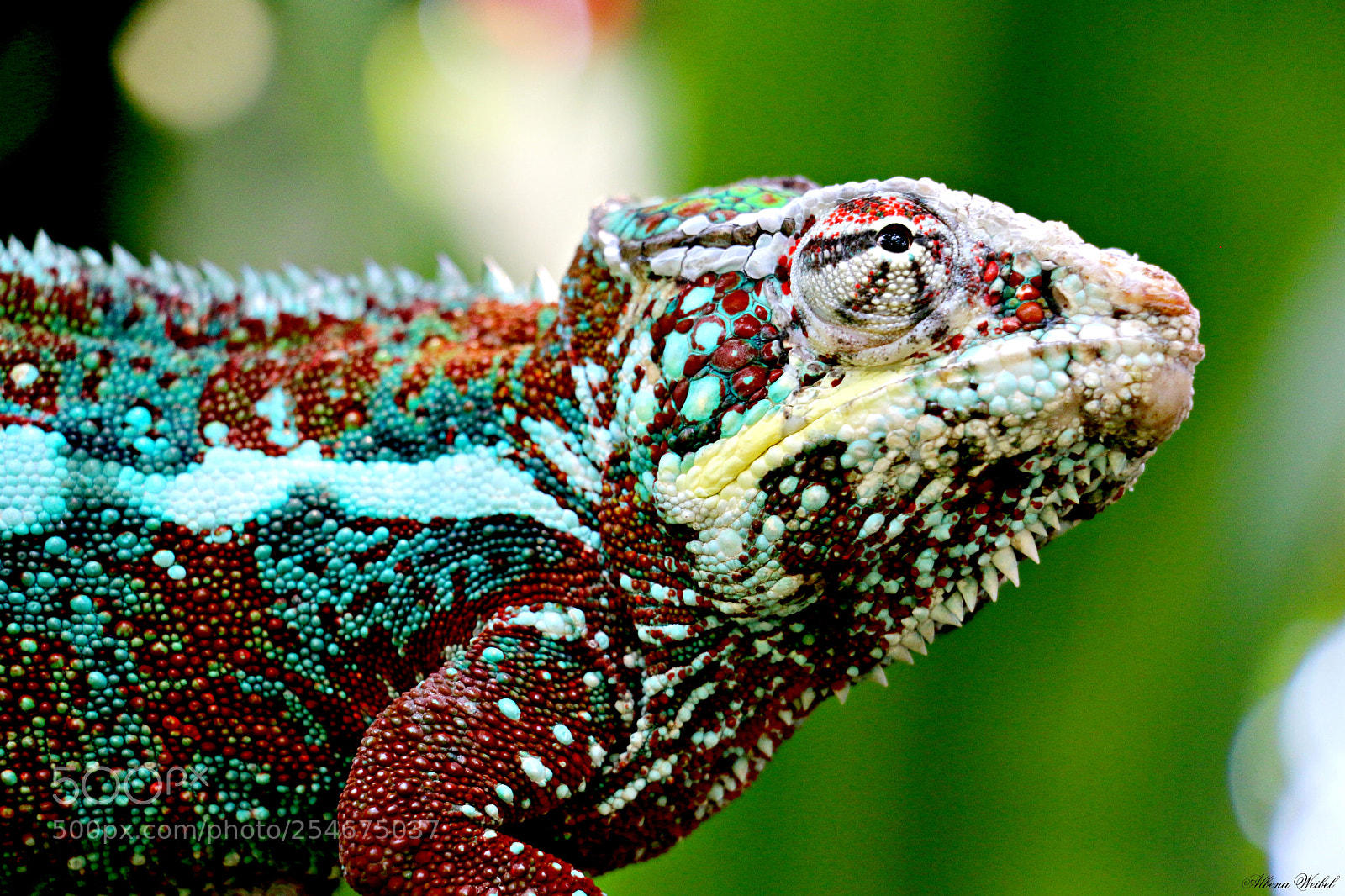 Canon EOS 70D sample photo. Colorful philosoph..... photography