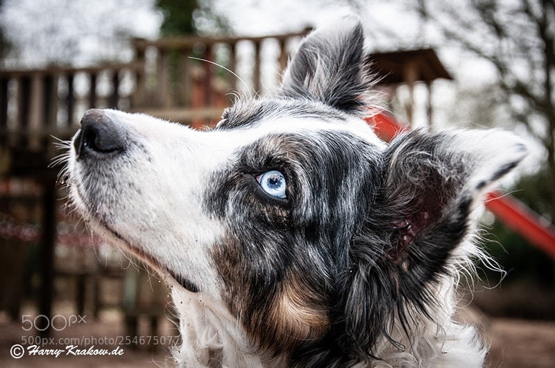 Nikon D90 sample photo. Lovely lucy photography