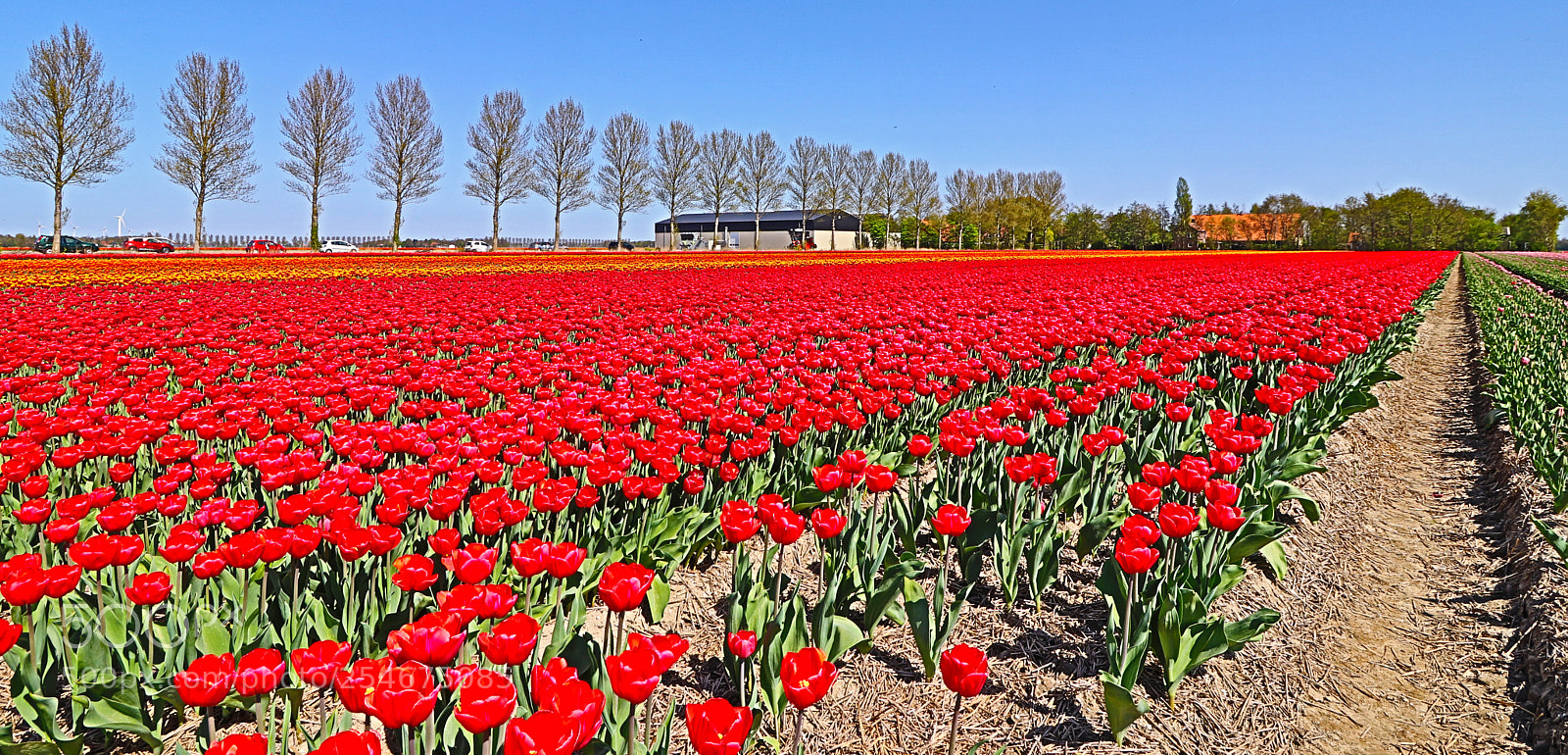 Canon EOS 800D (EOS Rebel T7i / EOS Kiss X9i) sample photo. Bollenvelden no polder 2 panorama photography