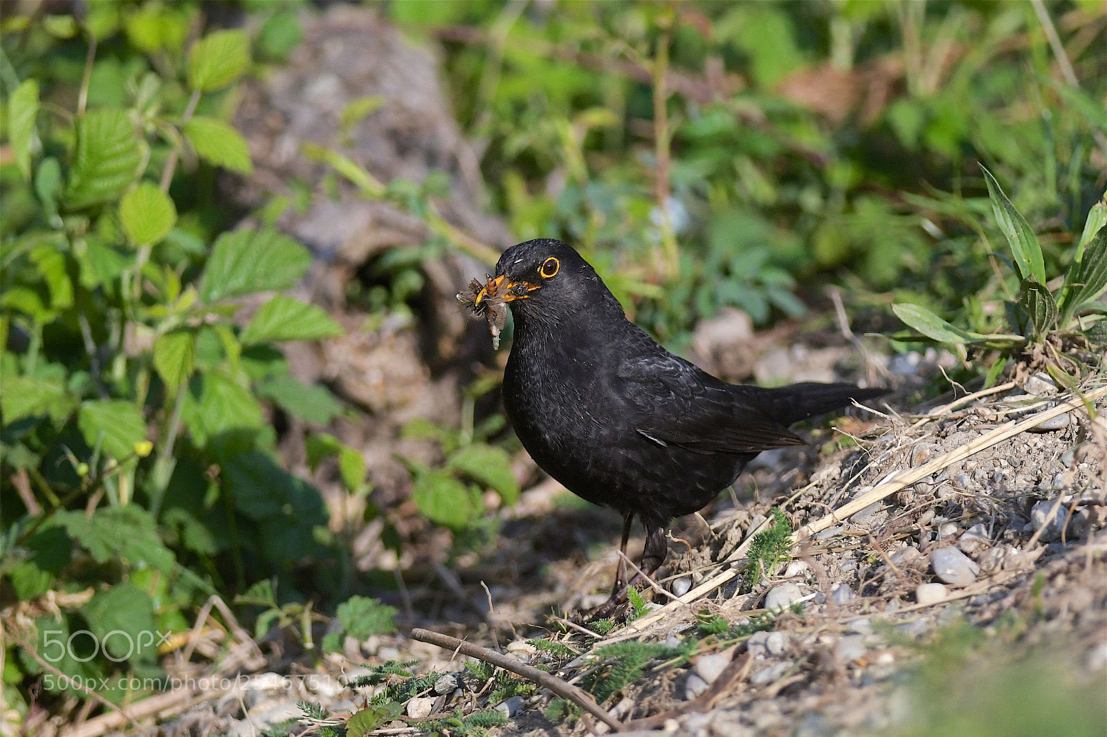 Nikon D500 sample photo. Merle / blackbird photography