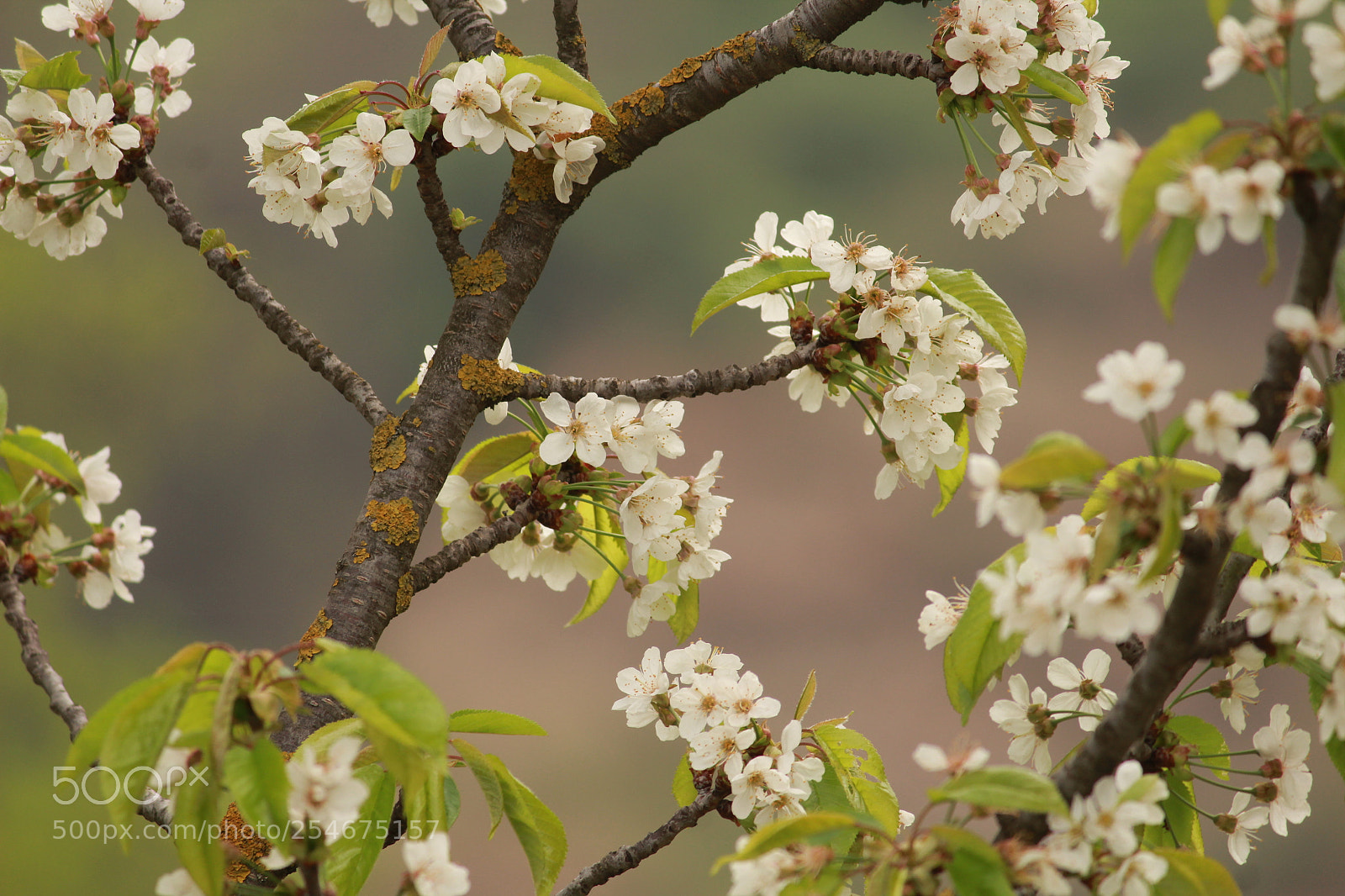 Canon EF-S 55-250mm F4-5.6 IS II sample photo. Cherry blossom photography