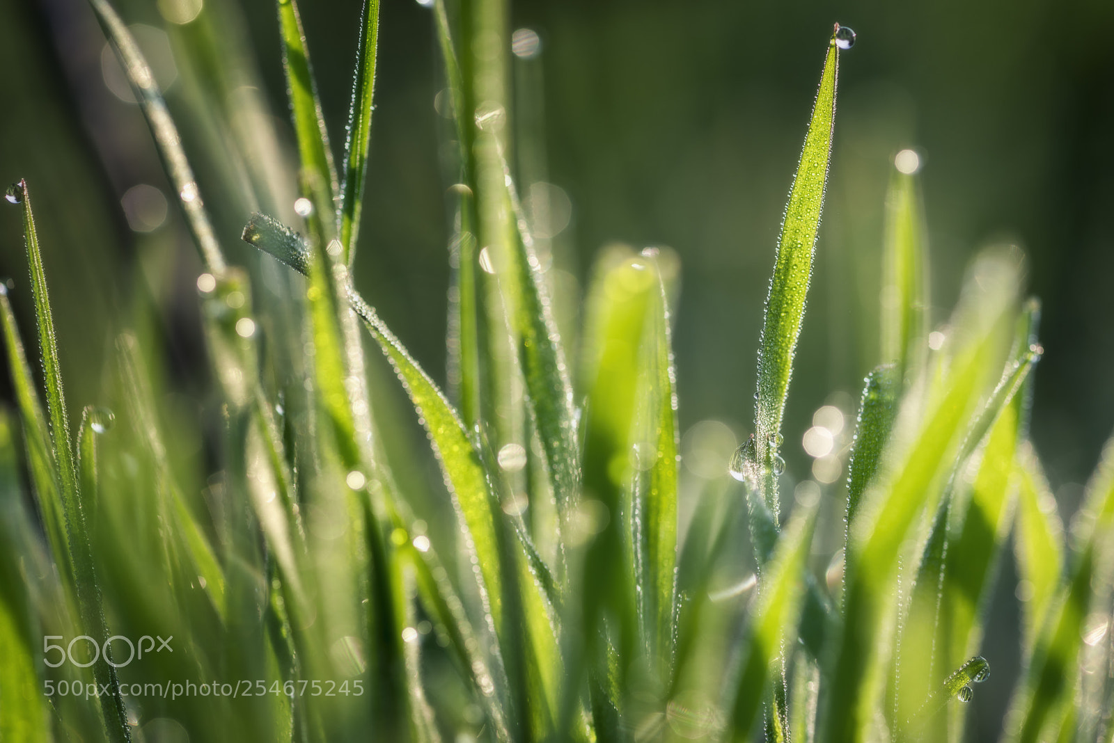 Nikon D810 sample photo. Green in light photography
