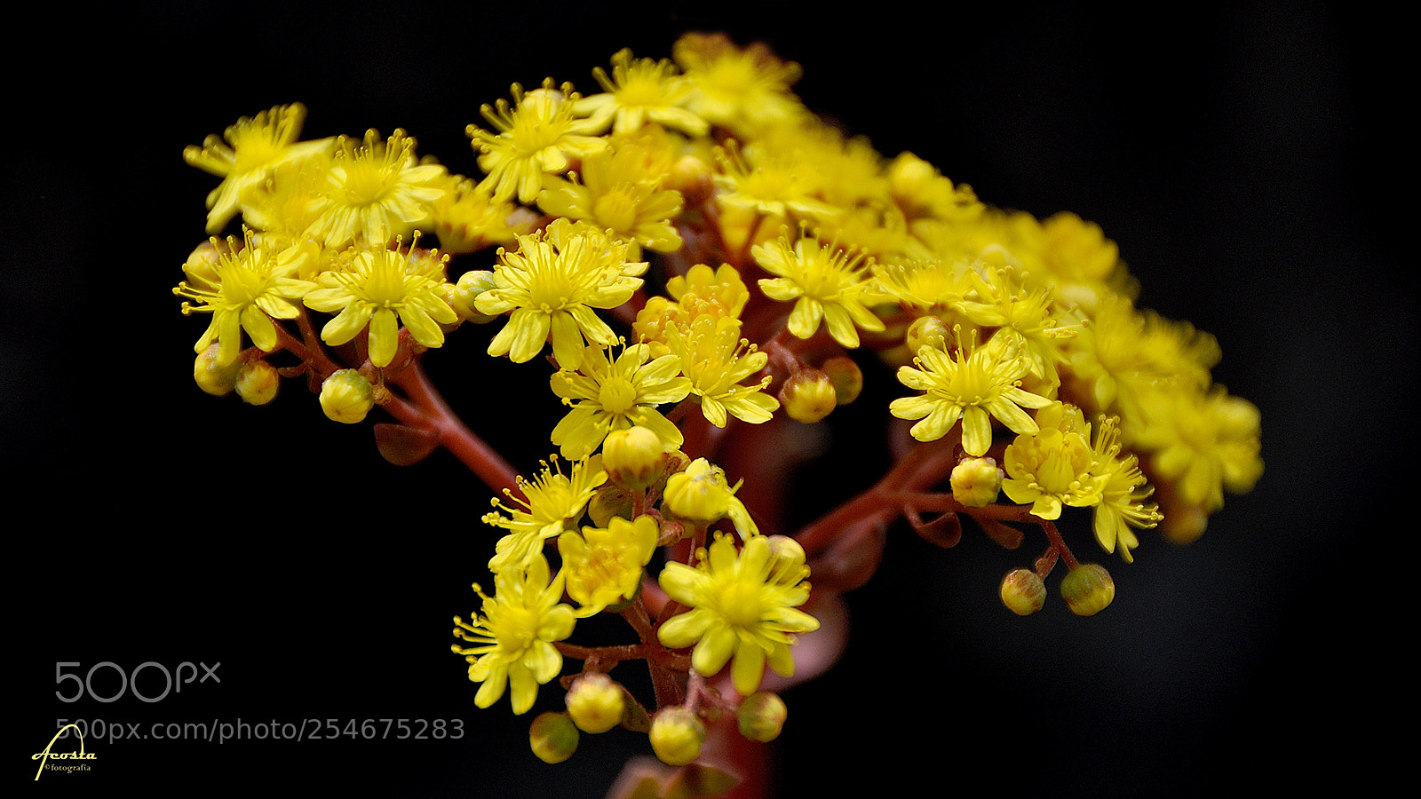 Nikon D5000 sample photo. Lava flower photography