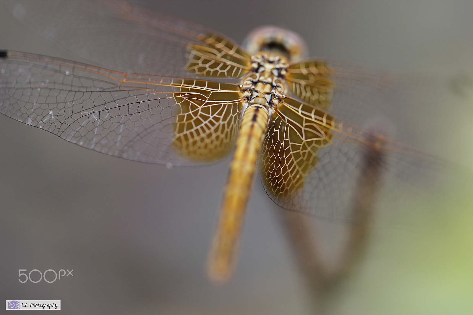 Canon EF 100mm F2.8L Macro IS USM sample photo. Mg photography