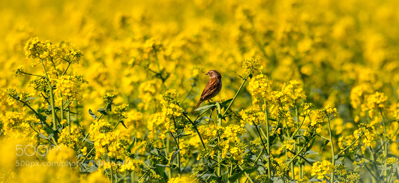 Canon EOS 70D sample photo. Mellow yellow photography