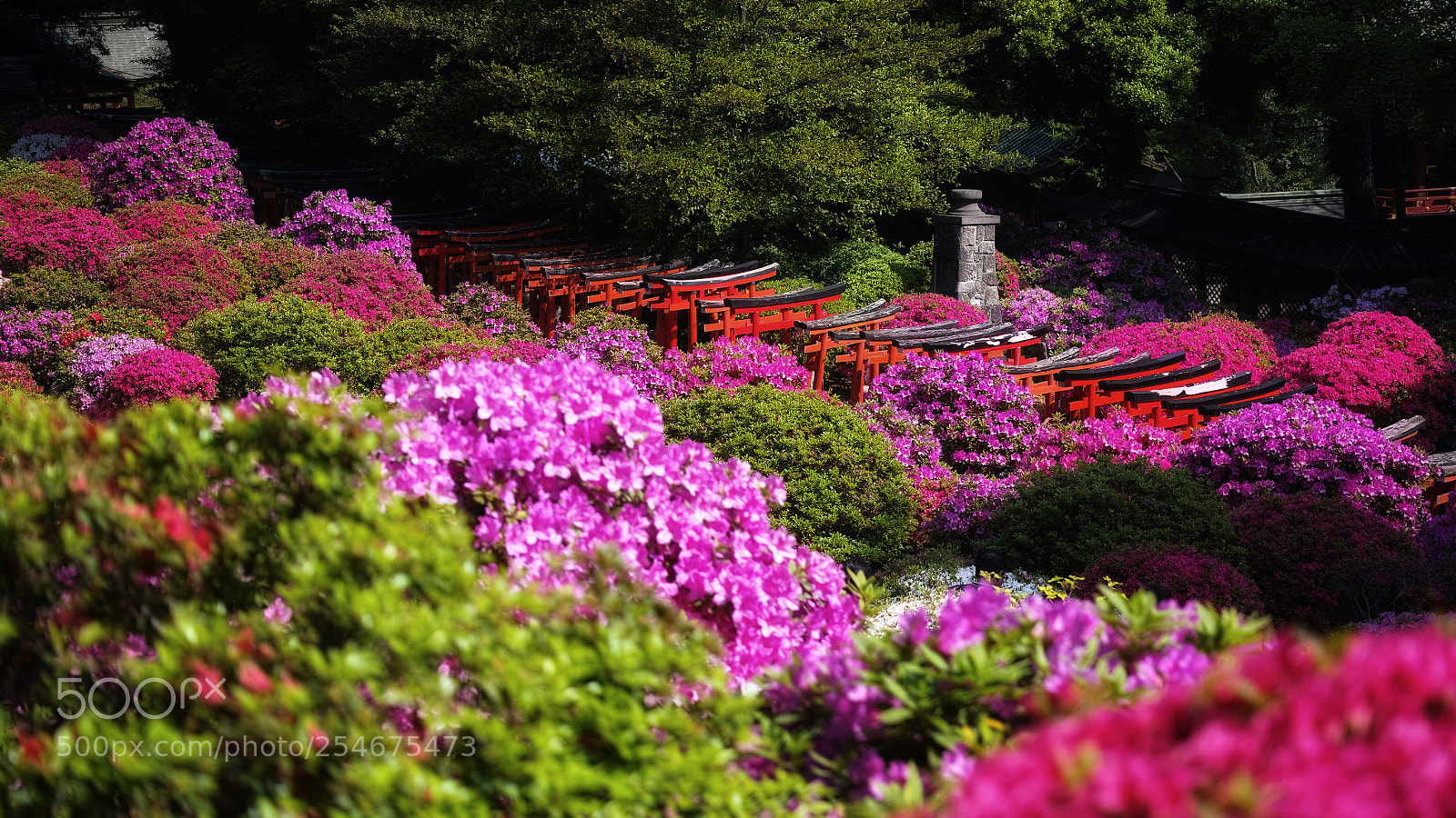 Sigma DP3 Merrill sample photo. Nezu shrine. tokyo  photography