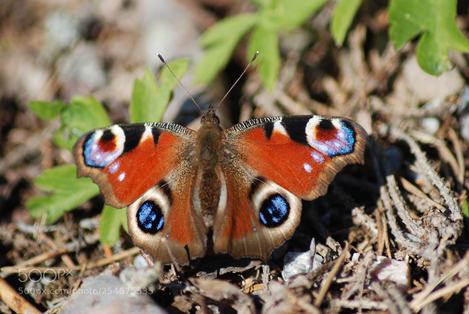 Nikon D80 sample photo. Like eyes  photography