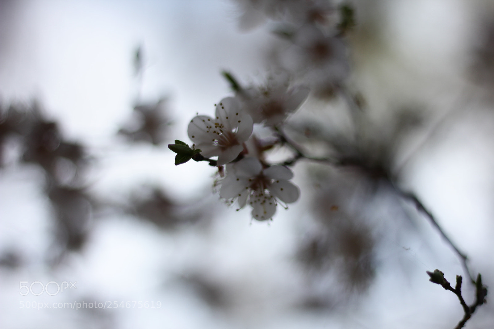 Canon EOS 60D + Canon EF 50mm F1.8 STM sample photo. Untitled photography