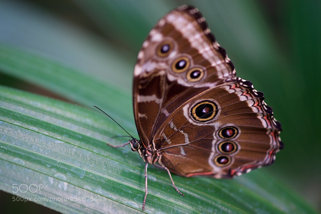 Nikon D600 sample photo. Owl butterfly at rest photography