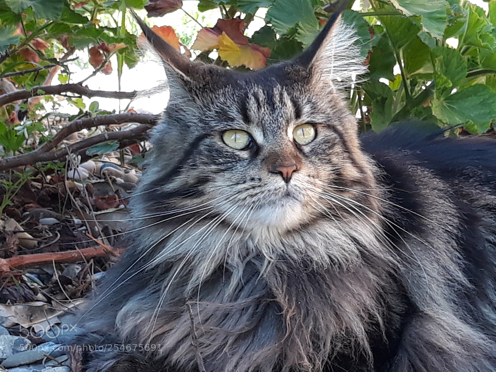 Samsung Galaxy J5 sample photo. Maine-coon photography
