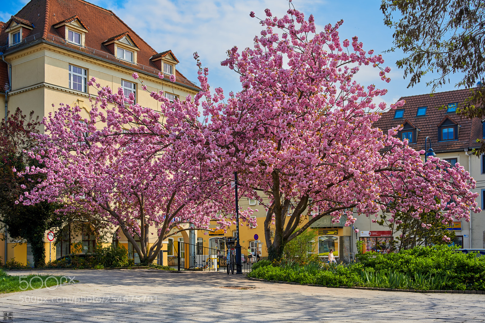 Sony a7R III sample photo. Blossoming trees photography