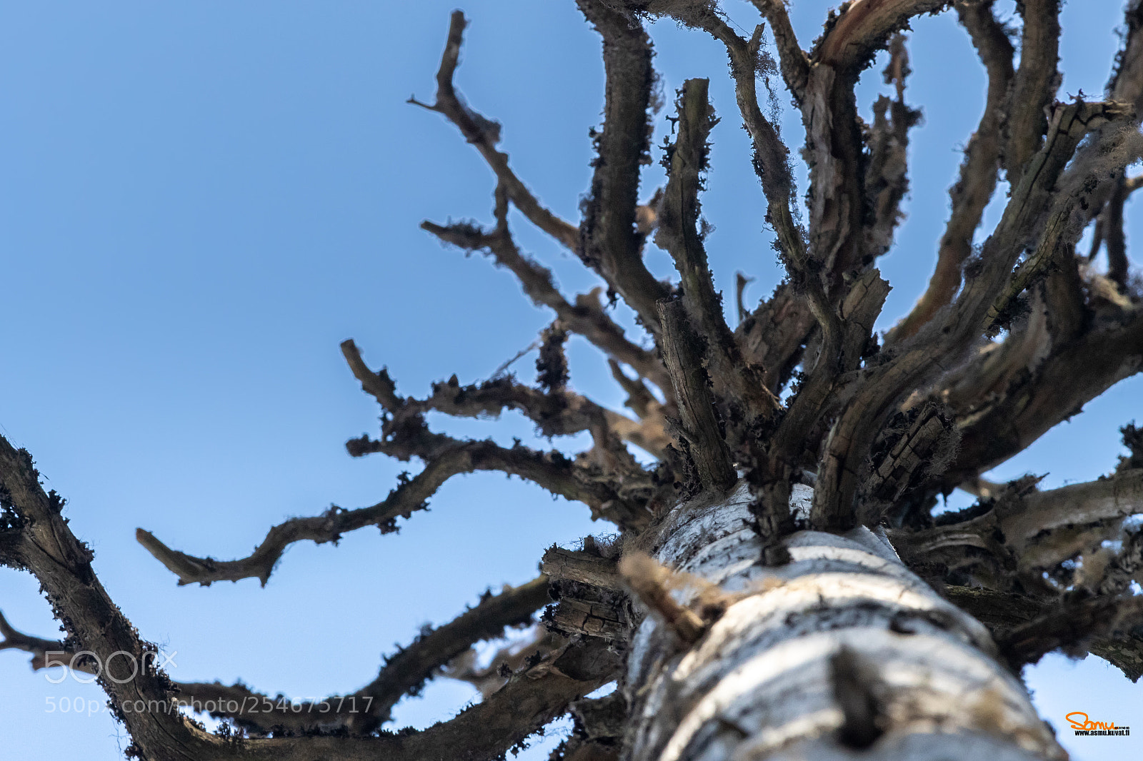 Canon EOS-1D X Mark II sample photo. Old dead tree photography