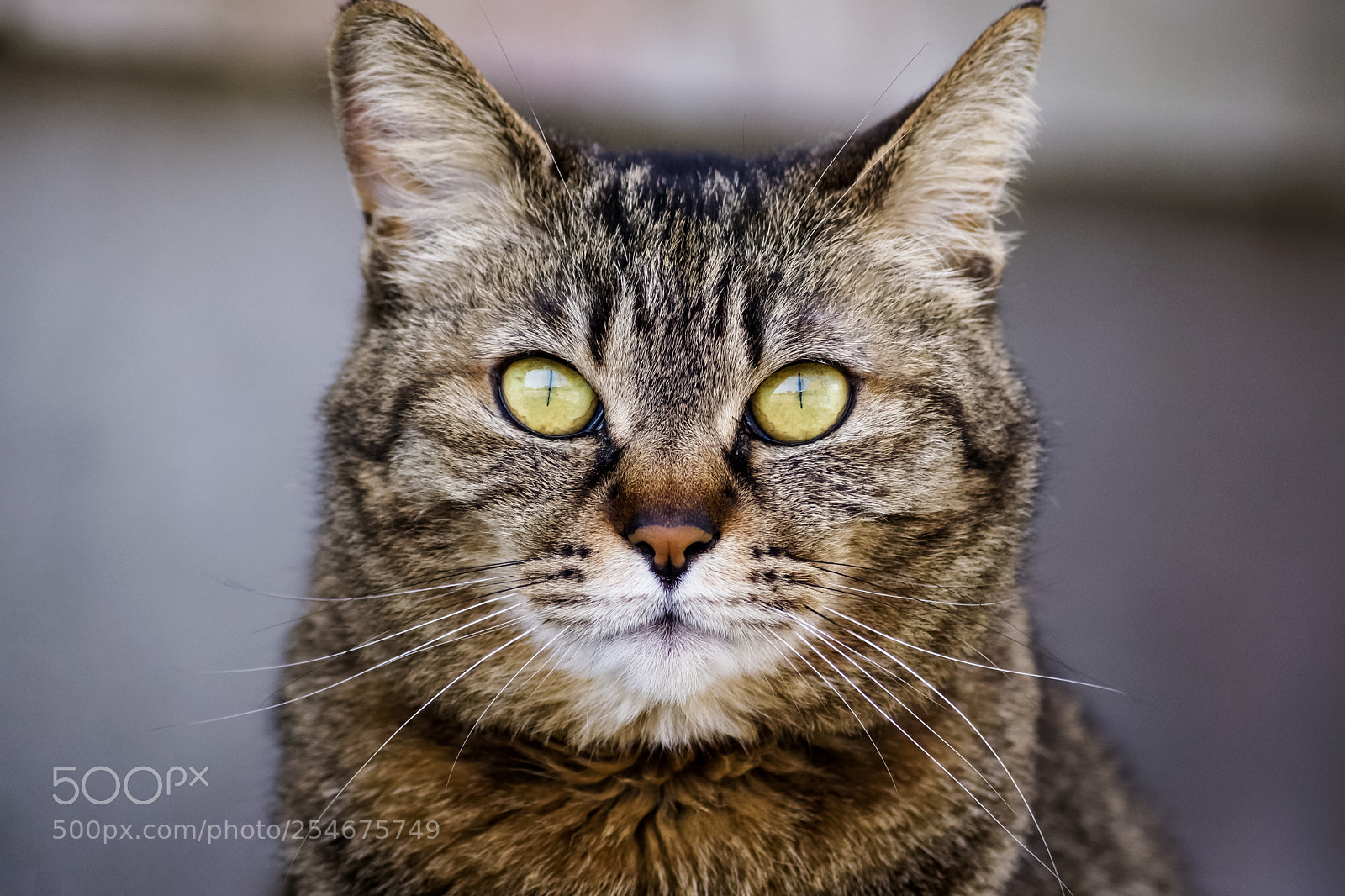 Sony SLT-A65 (SLT-A65V) sample photo. Close up lovely japanese photography