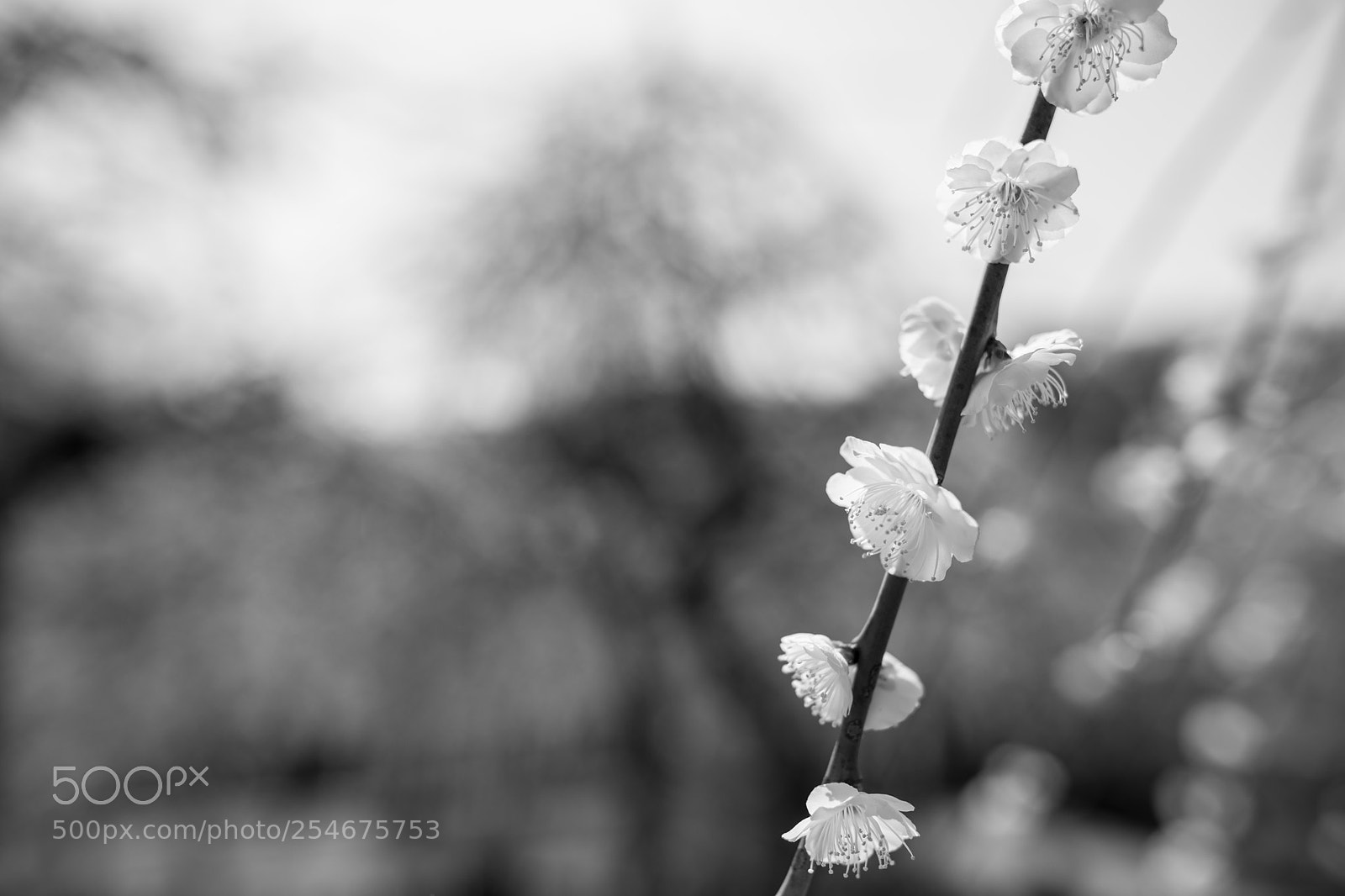 Nikon D850 sample photo. Ume monochrome photography