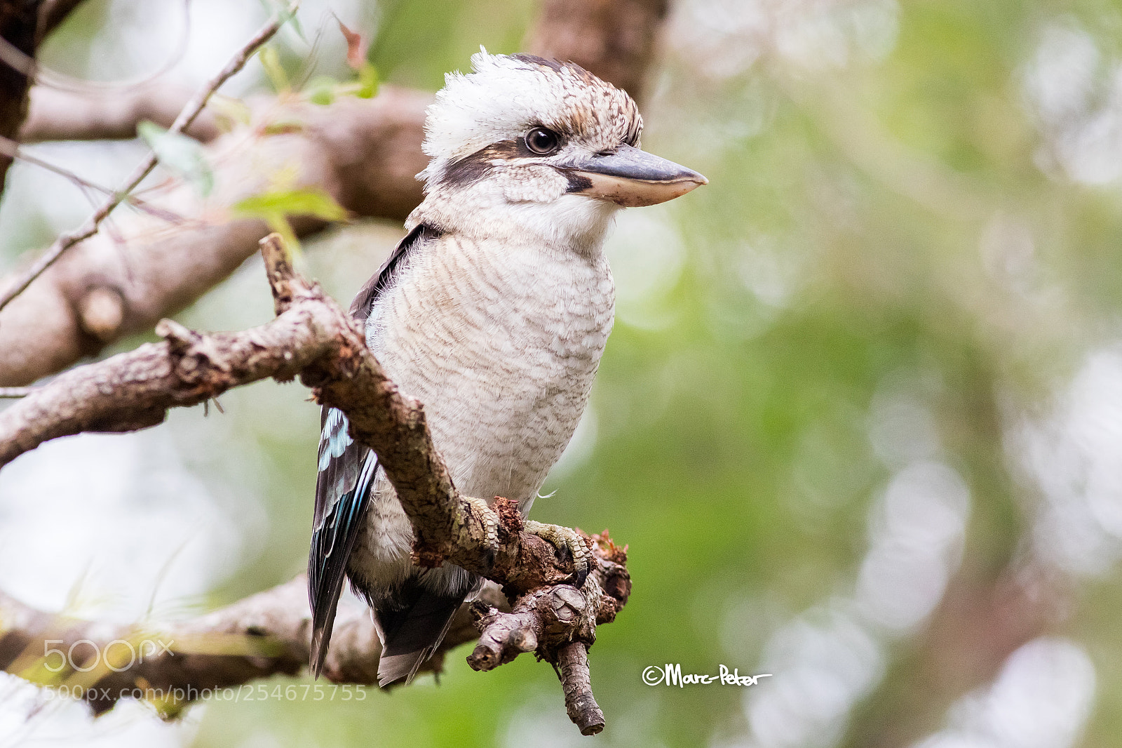 Canon EOS 5D Mark IV sample photo. Monkey bird photography