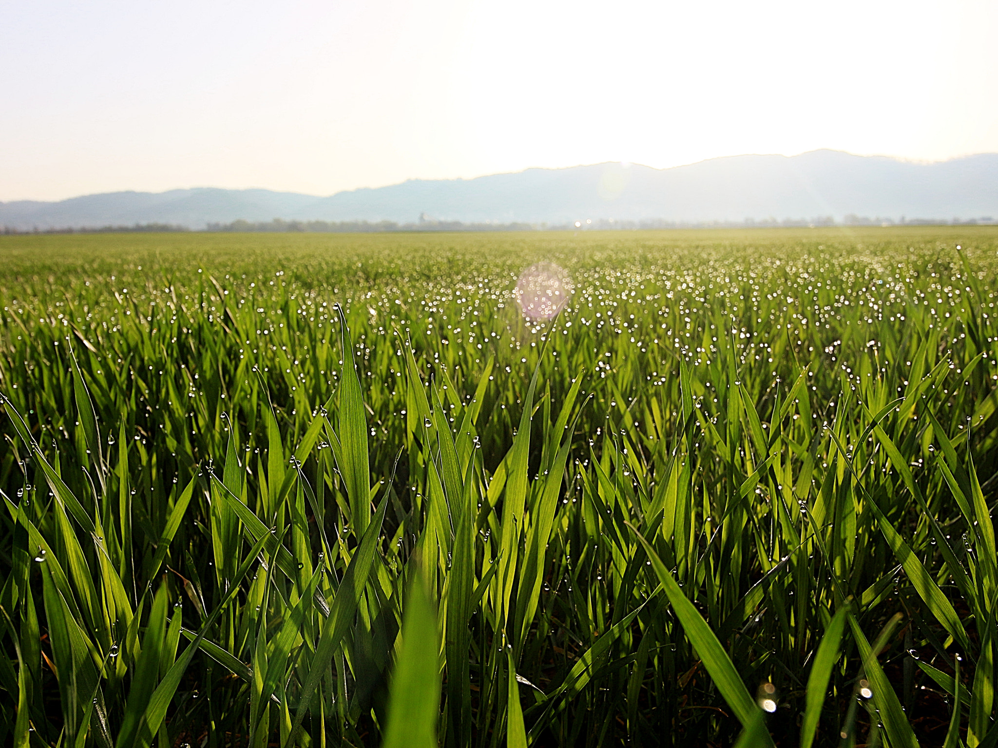 Canon EOS 650D (EOS Rebel T4i / EOS Kiss X6i) sample photo. Morgentau im feld an der bergstrasse / morning dew photography