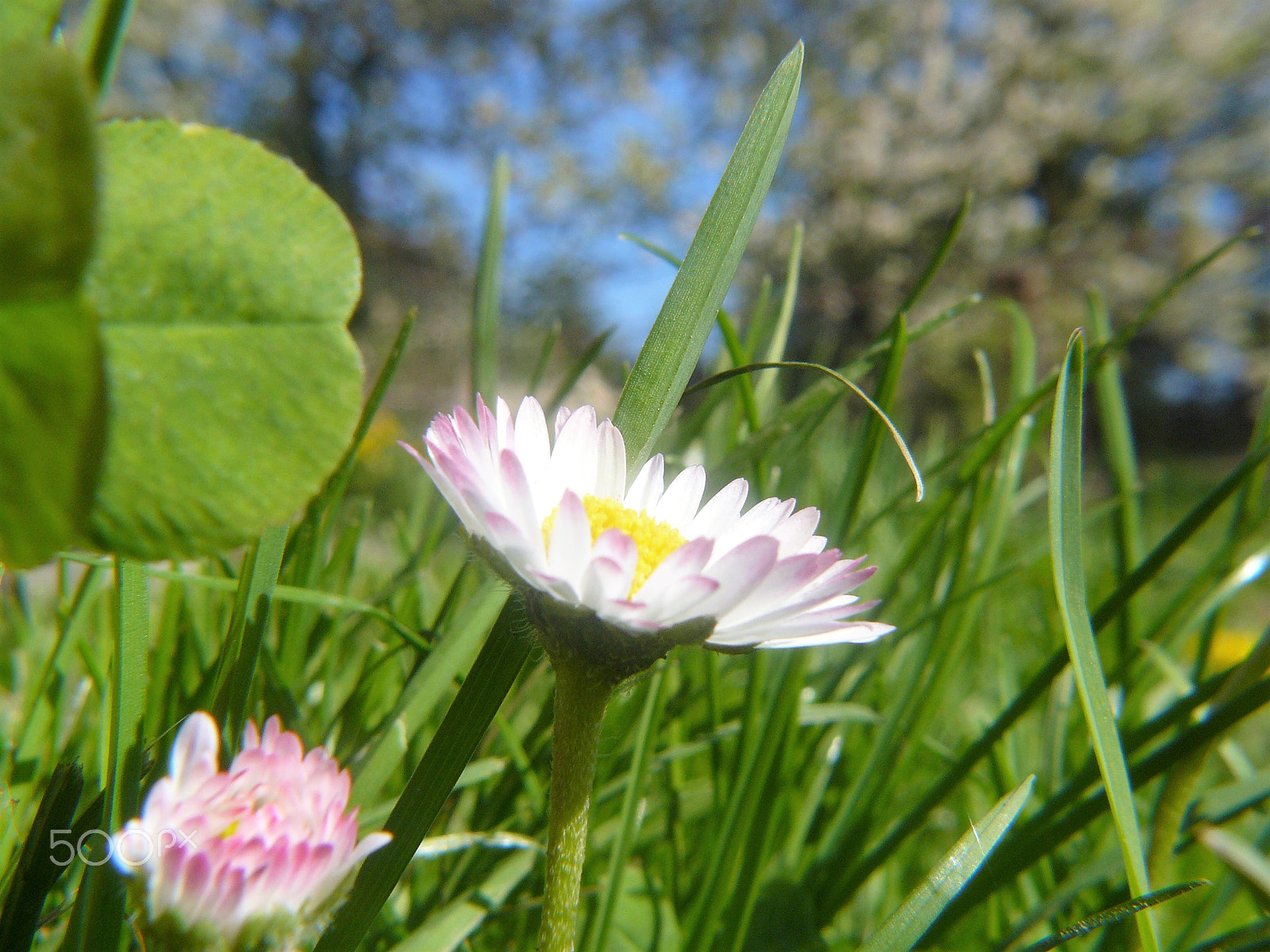 Panasonic DMC-FZ8 sample photo. Bellis perennis photography