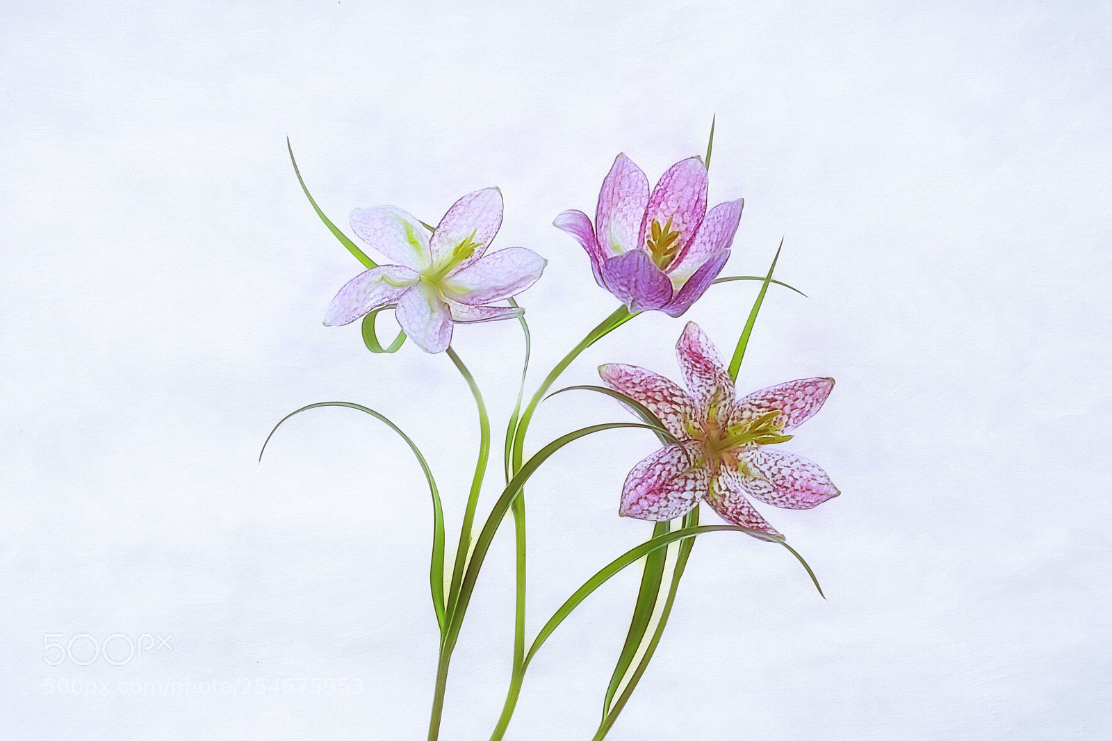 Canon EOS 5D Mark IV sample photo. Spring photography